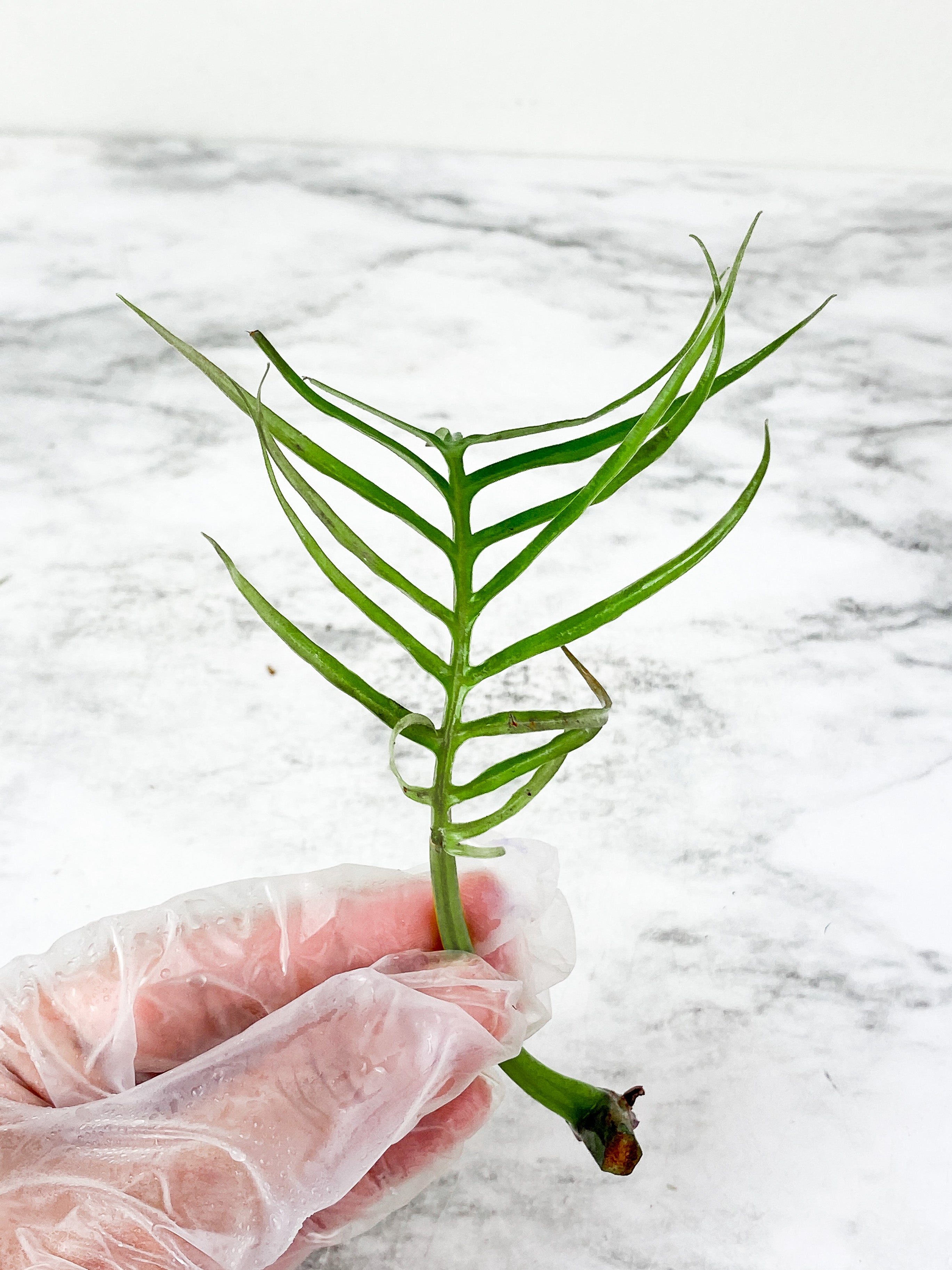 Philodendron Tortum narrow form 1 leaf  unrooted