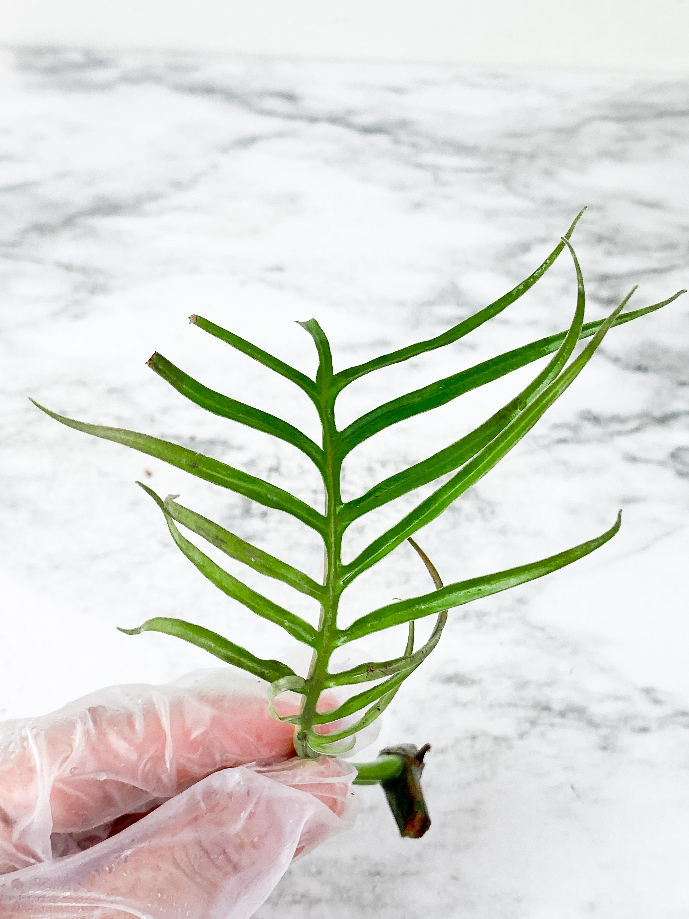 Philodendron Tortum narrow form 1 leaf  unrooted
