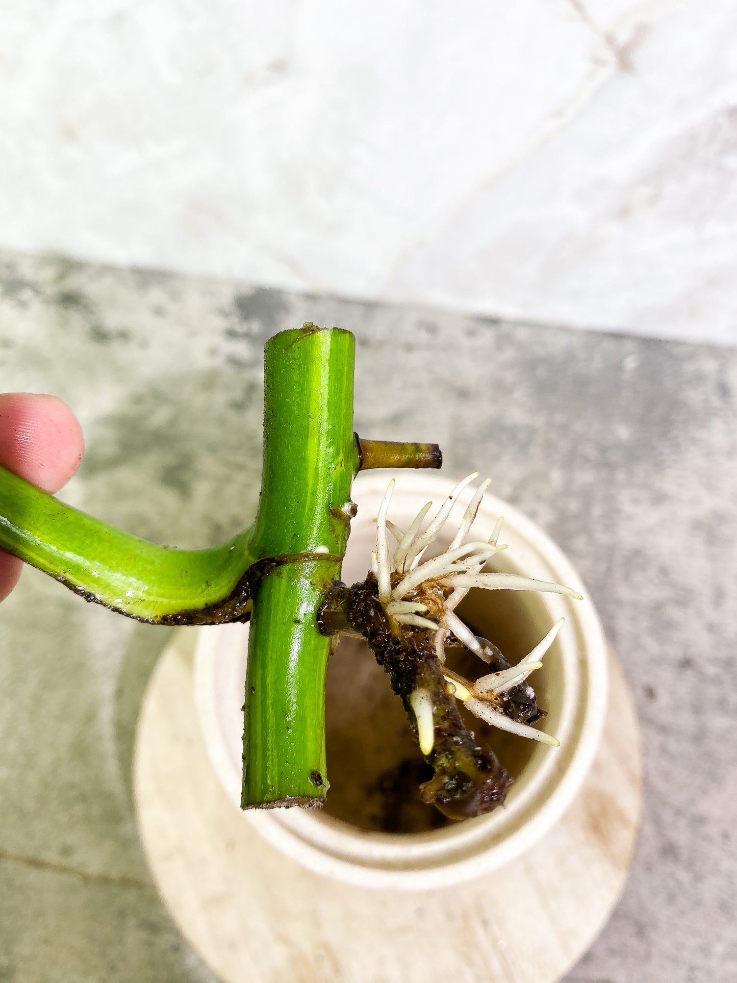 Monstera Aurea 1 leaf slightly rooted node with 1 growth point