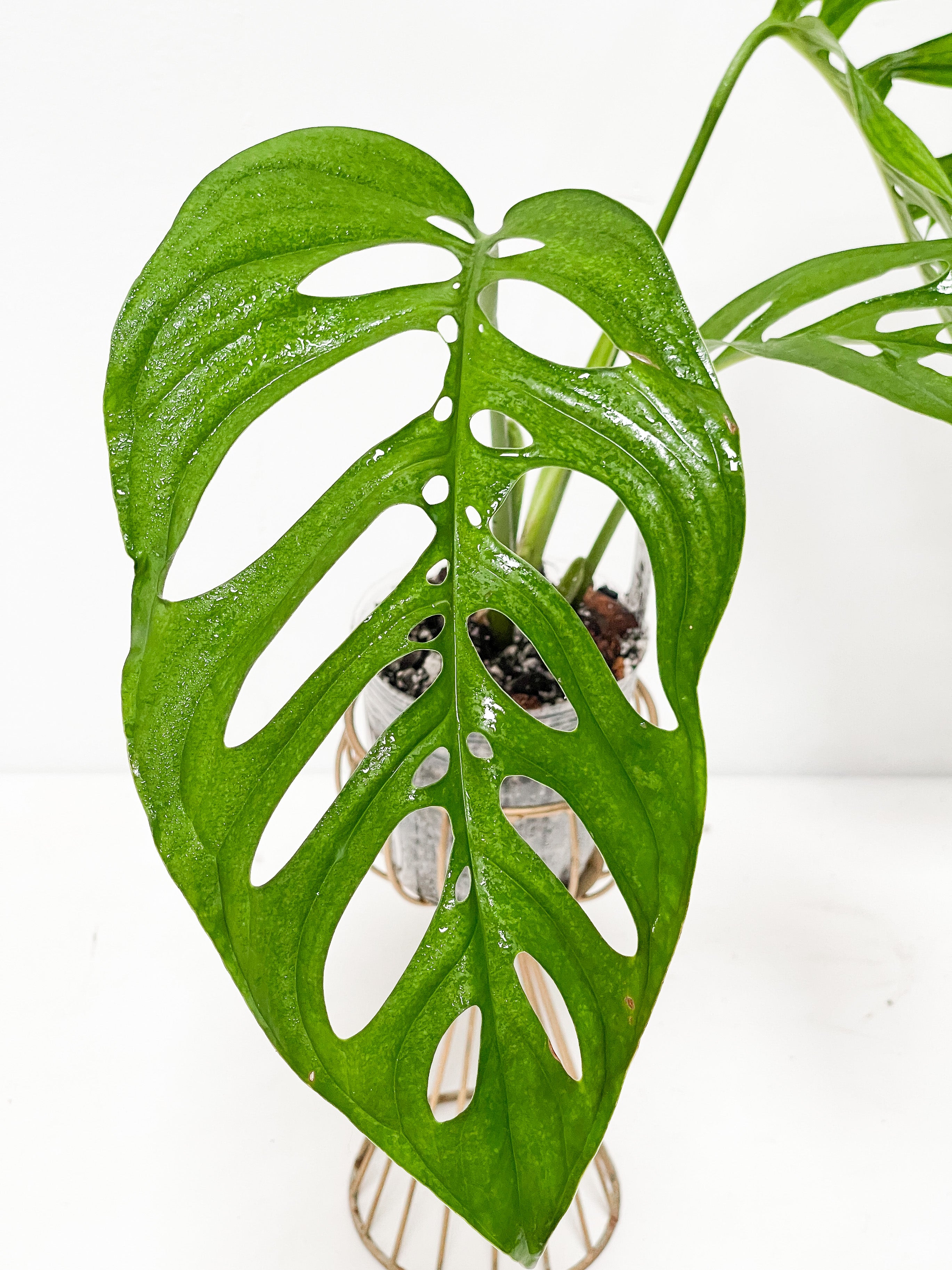 Monstera Esqueleto 3 leaves rooted large size