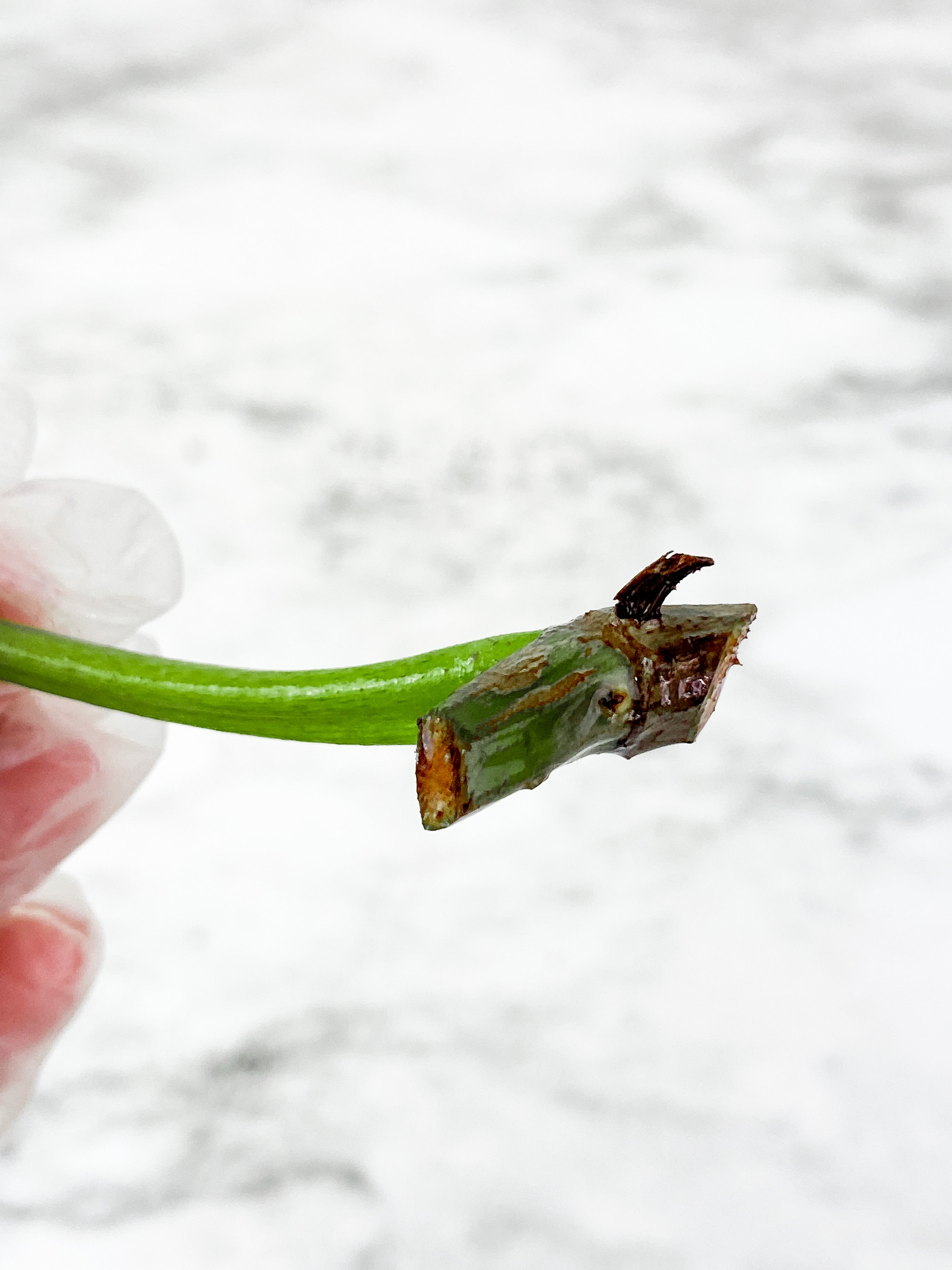 Philodendron Tortum narrow form 1 leaf  unrooted