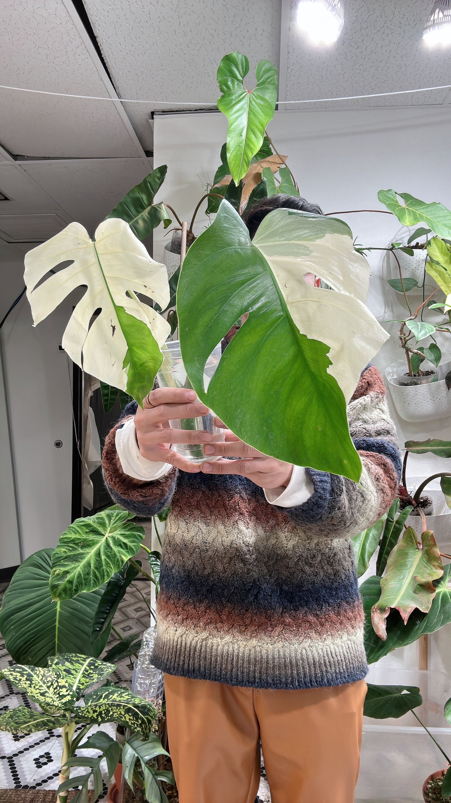 Monstera albo White Tiger Top Cutting 2 leaves