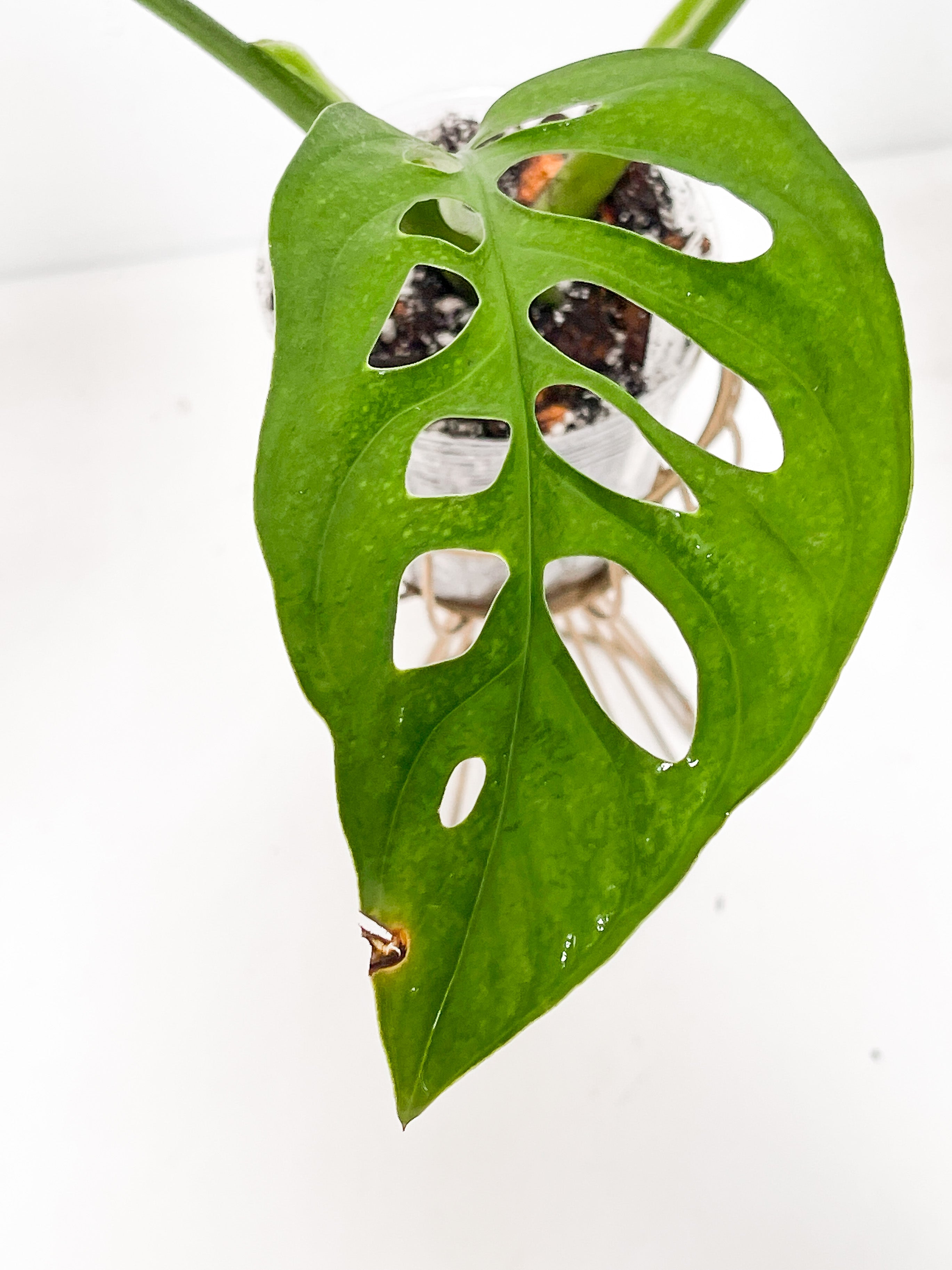 Monstera Esqueleto 3 leaves rooted large size