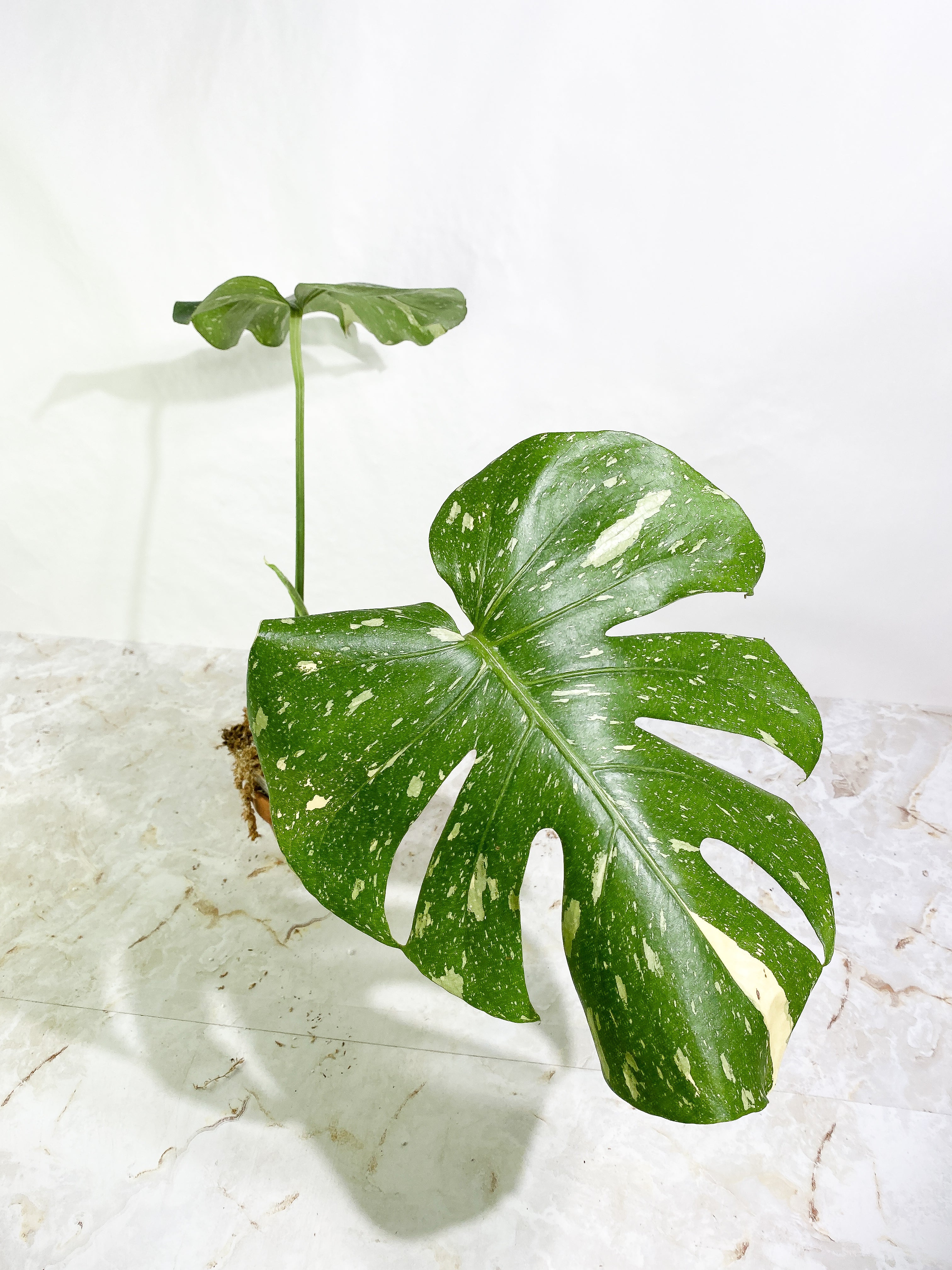 Monstera Thai Constellation  Rooting 3 leaves Top Cutting XL