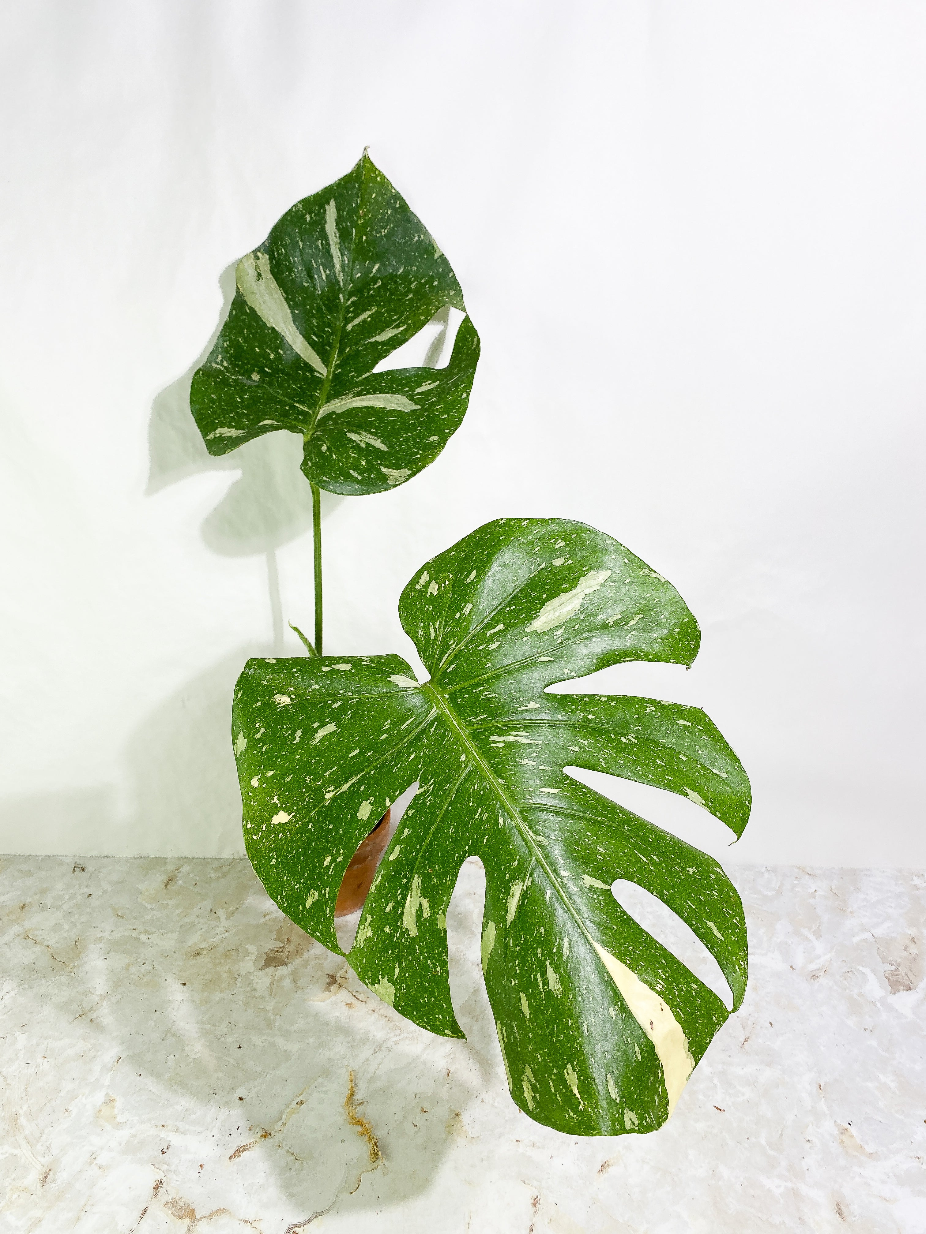 Monstera Thai Constellation  Rooting 3 leaves Top Cutting XL