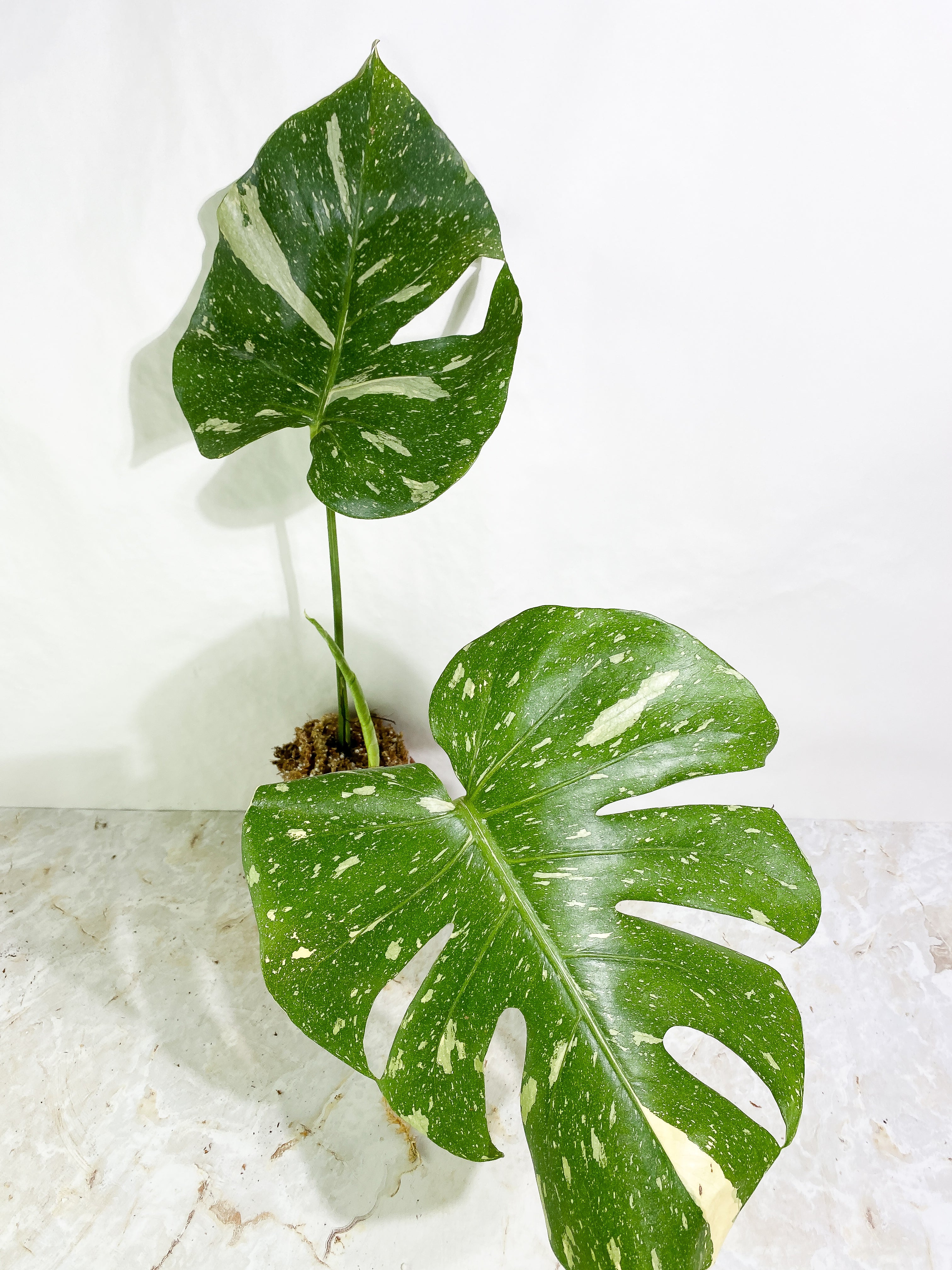 Monstera Thai Constellation  Rooting 3 leaves Top Cutting XL