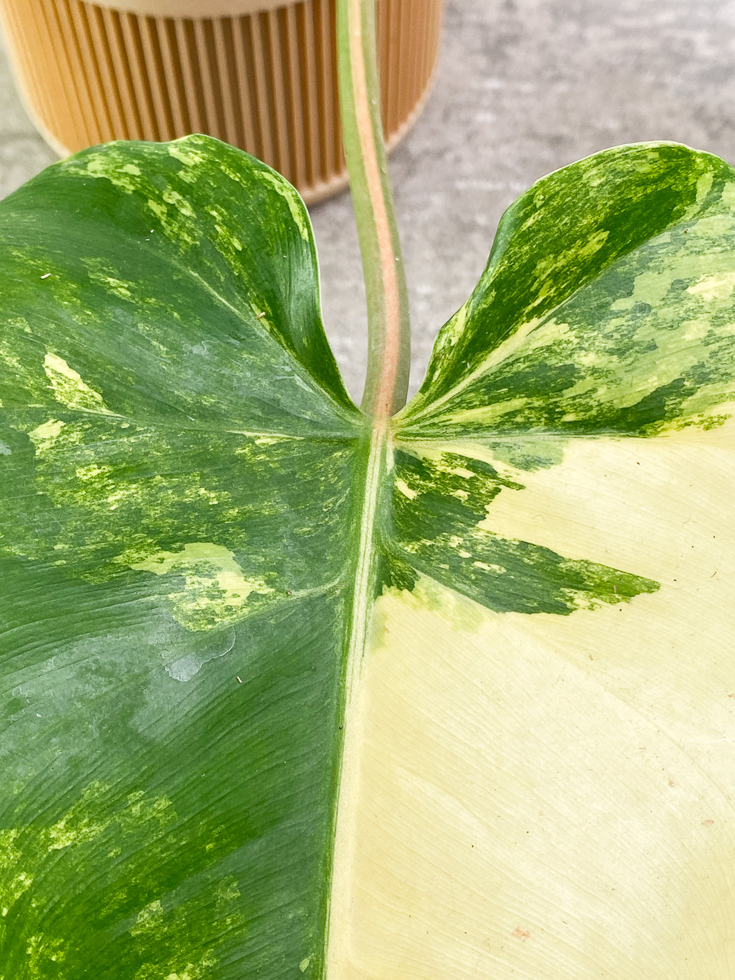 Philodendron Domesticum Variegated 2 leaves Rooted Rooted