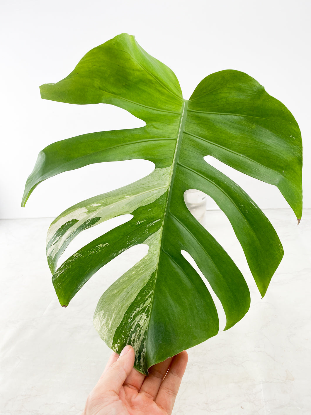 Monstera Mint 1 Leaf