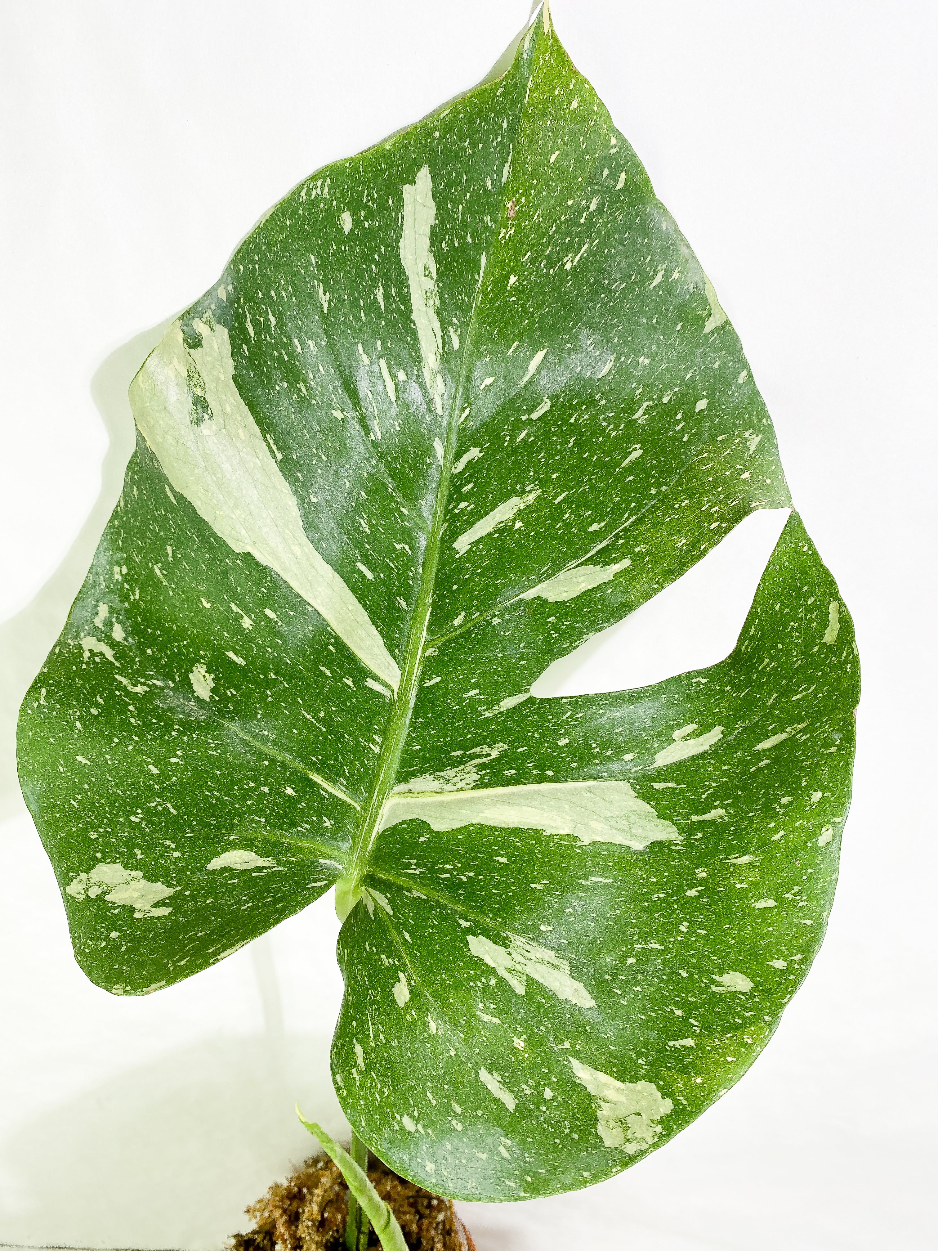 Monstera Thai Constellation  Rooting 3 leaves Top Cutting XL