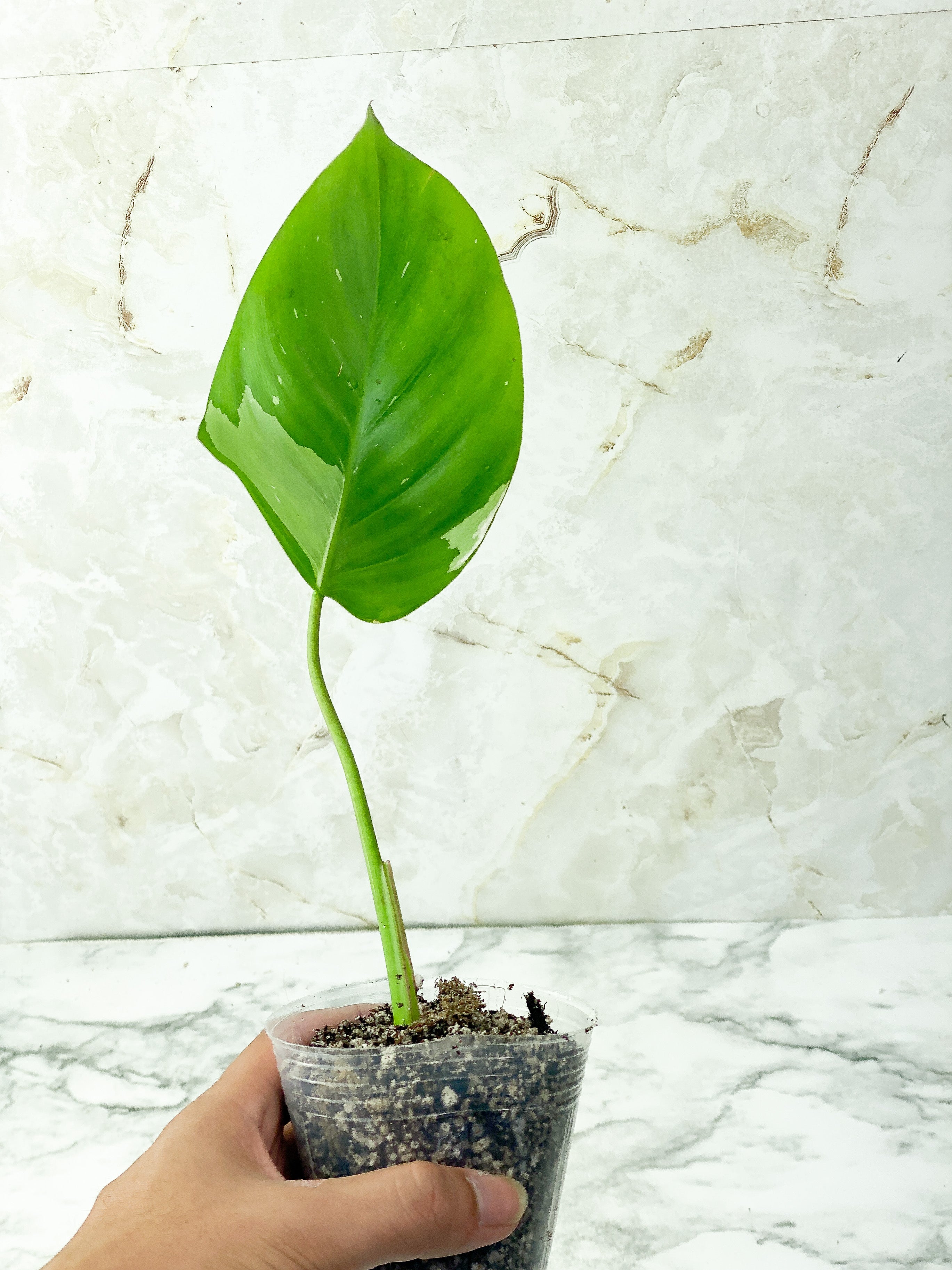 Philodendron White Princess Slightly Rooted