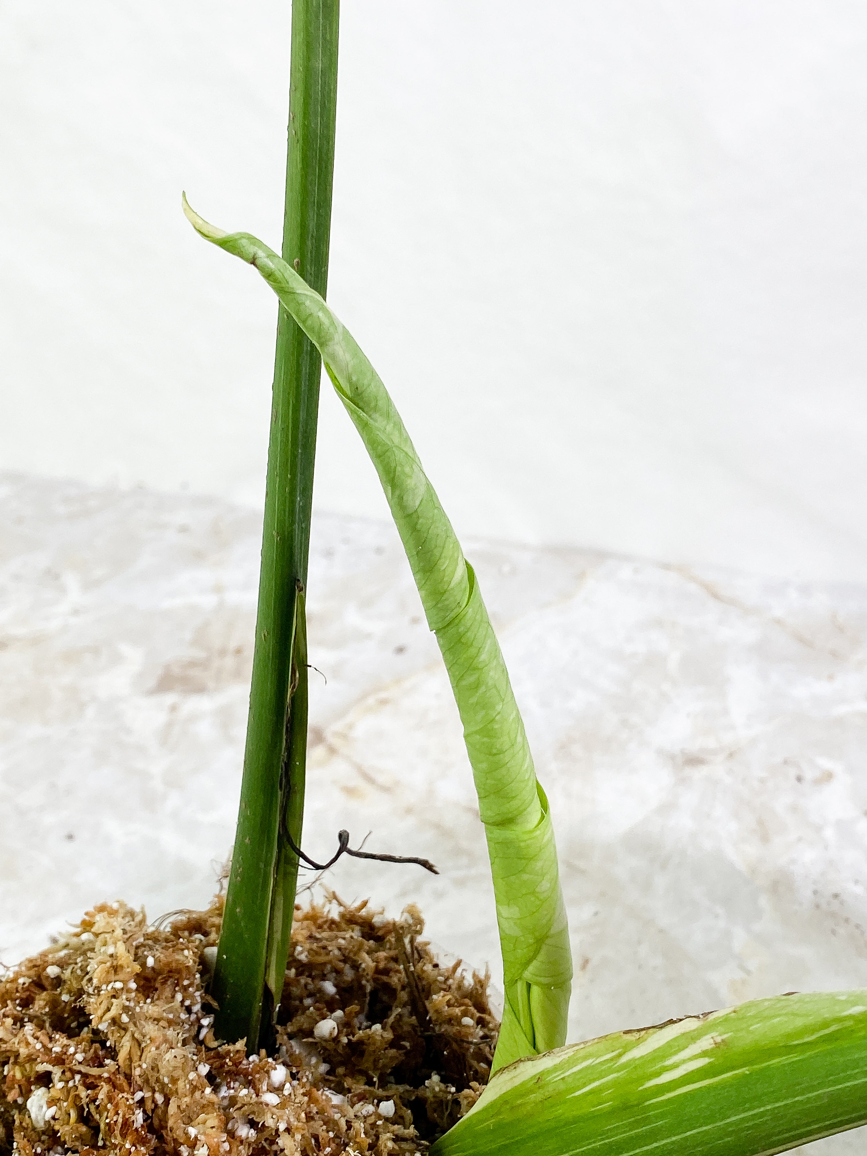 Monstera Thai Constellation  Rooting 3 leaves Top Cutting XL