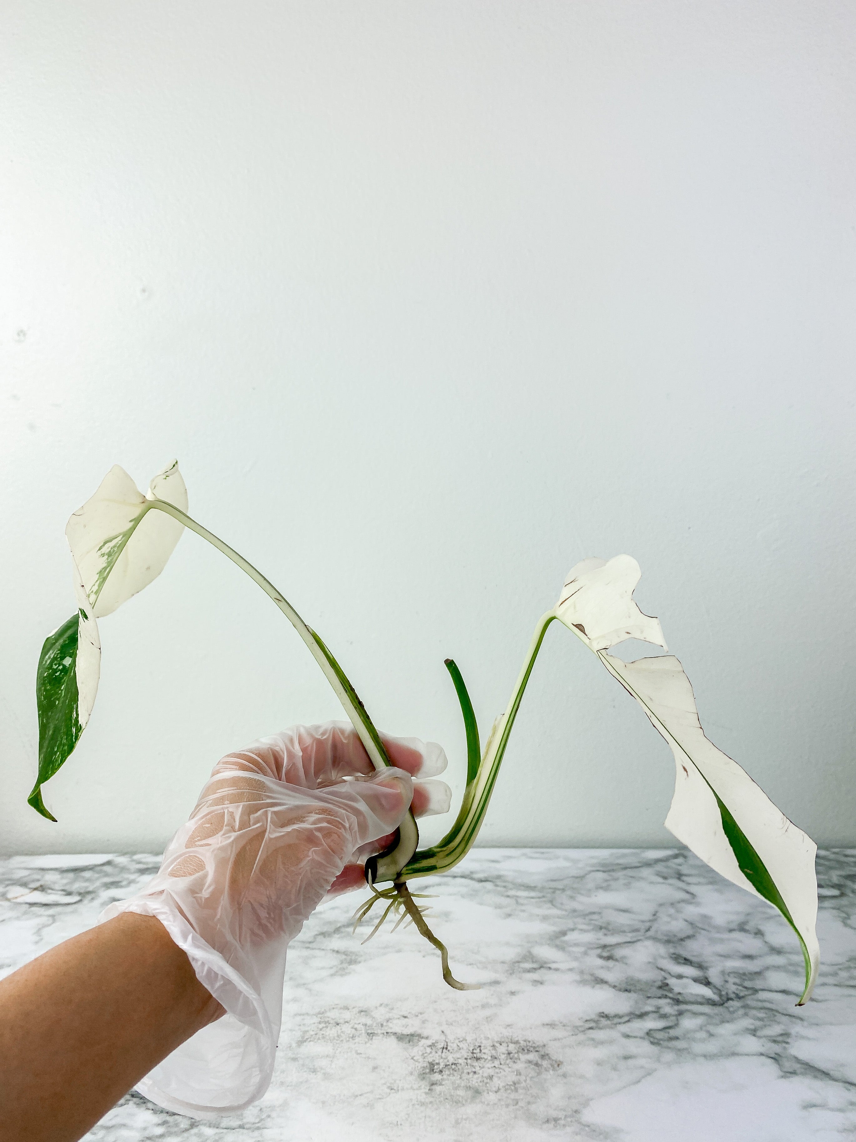 Monstera Albo Borsigiana 2 leaves Slightly rooting top cutting. Extreme high variegation variegation