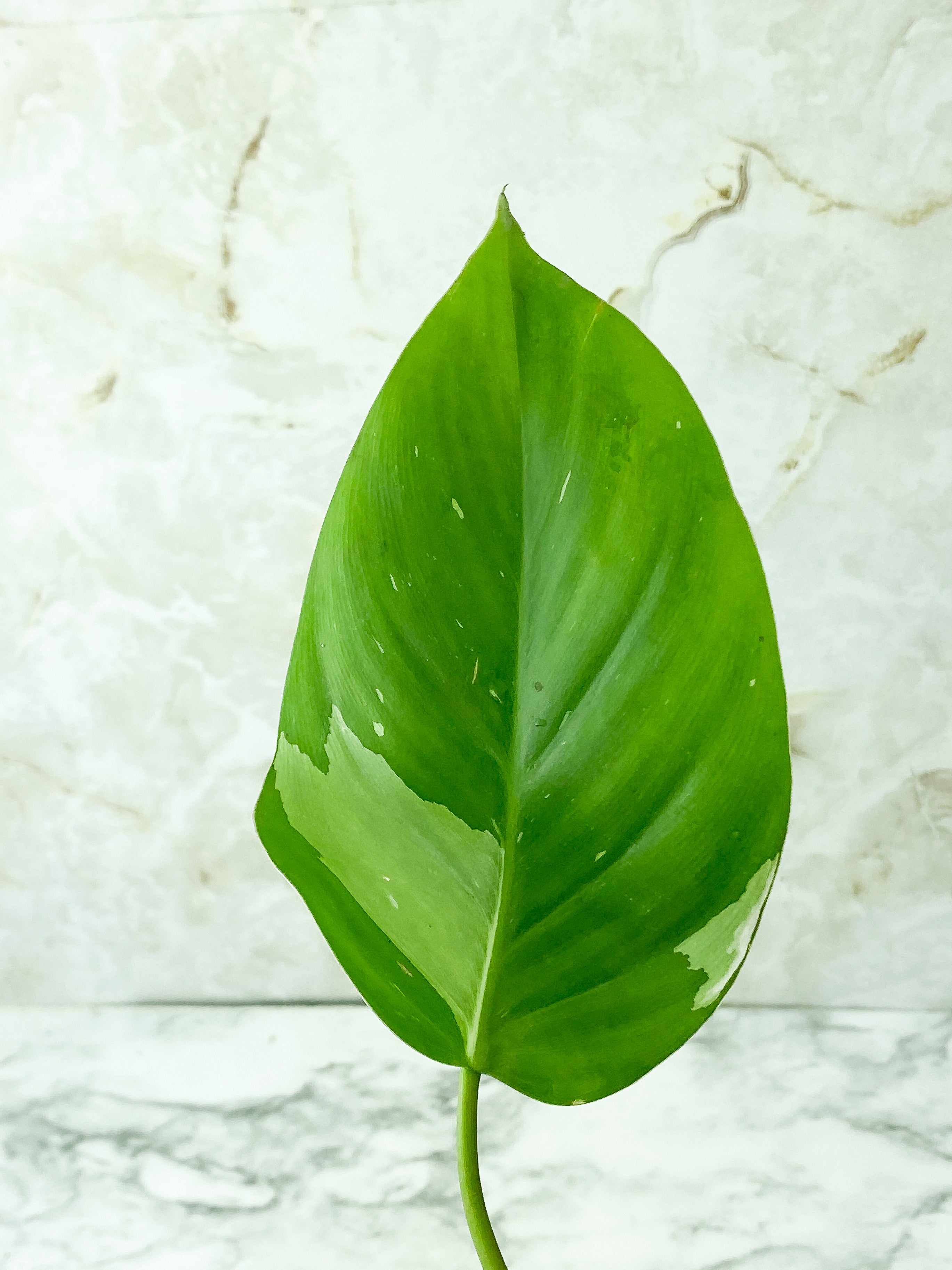 Philodendron White Princess Slightly Rooted