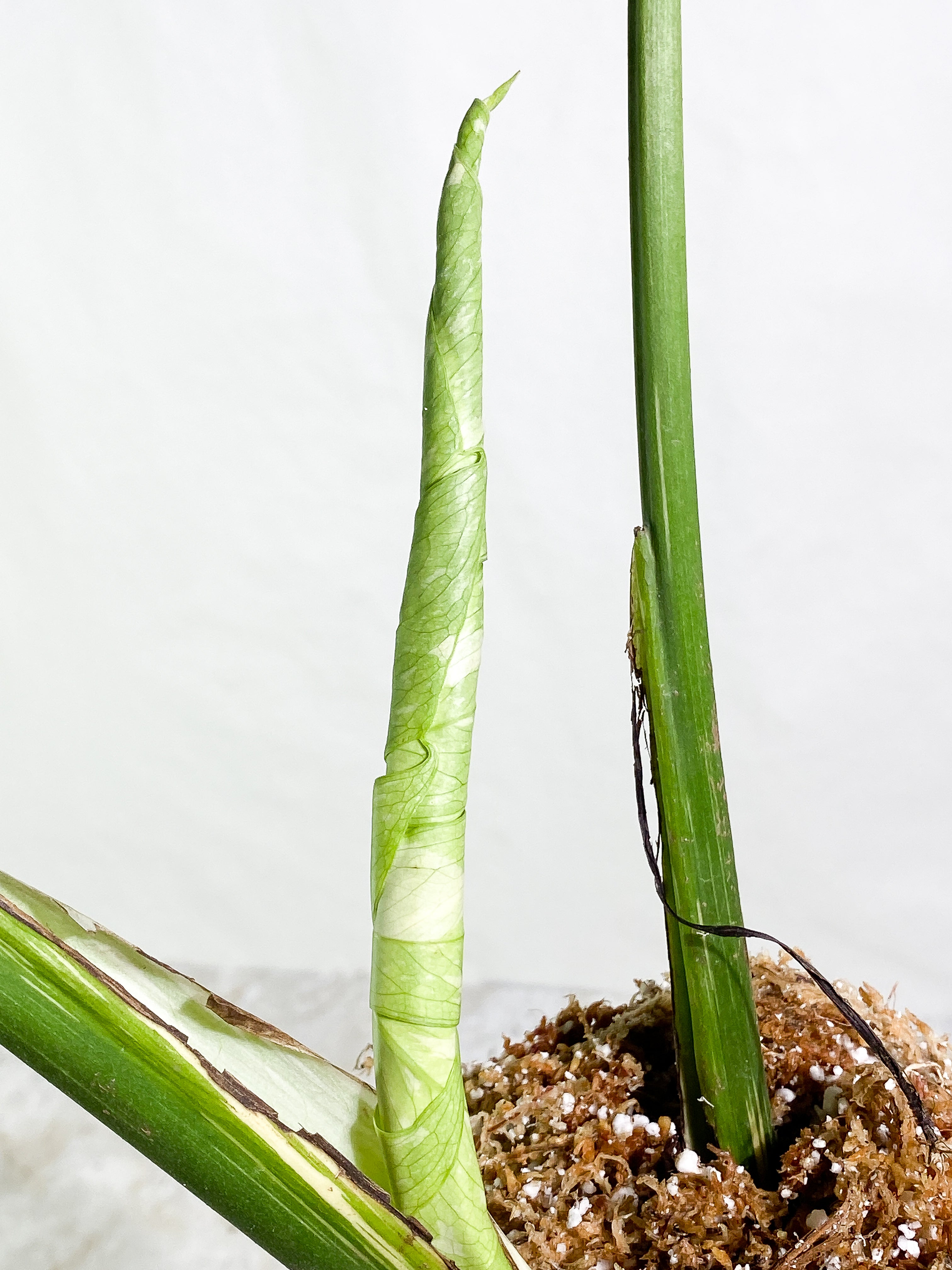 Monstera Thai Constellation  Rooting 3 leaves Top Cutting XL