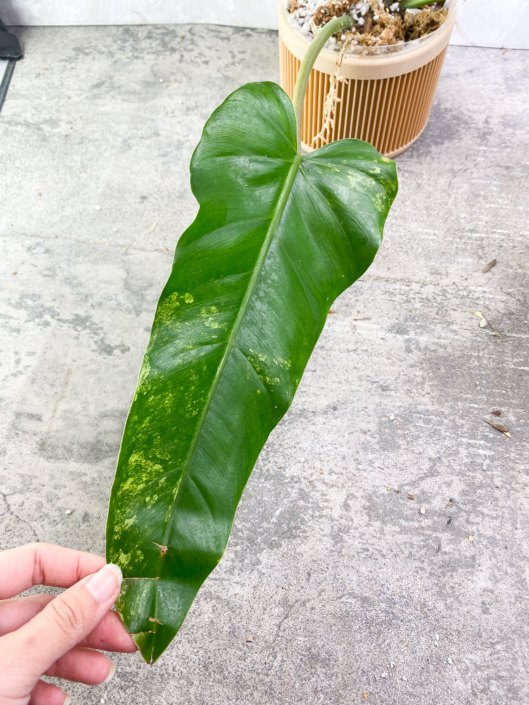 Philodendron Domesticum Variegated 2 leaves Rooted Rooted