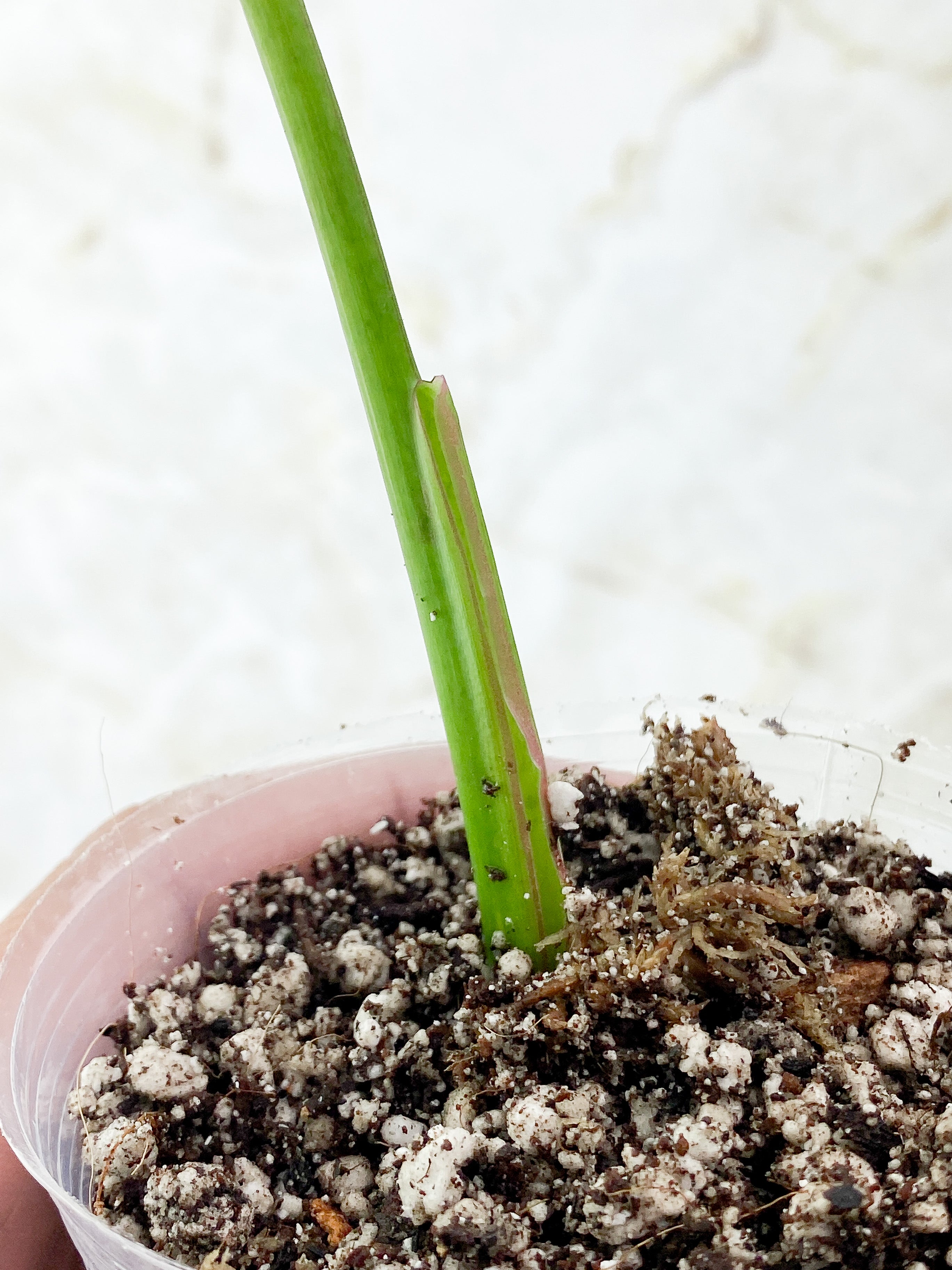 Philodendron White Princess Slightly Rooted