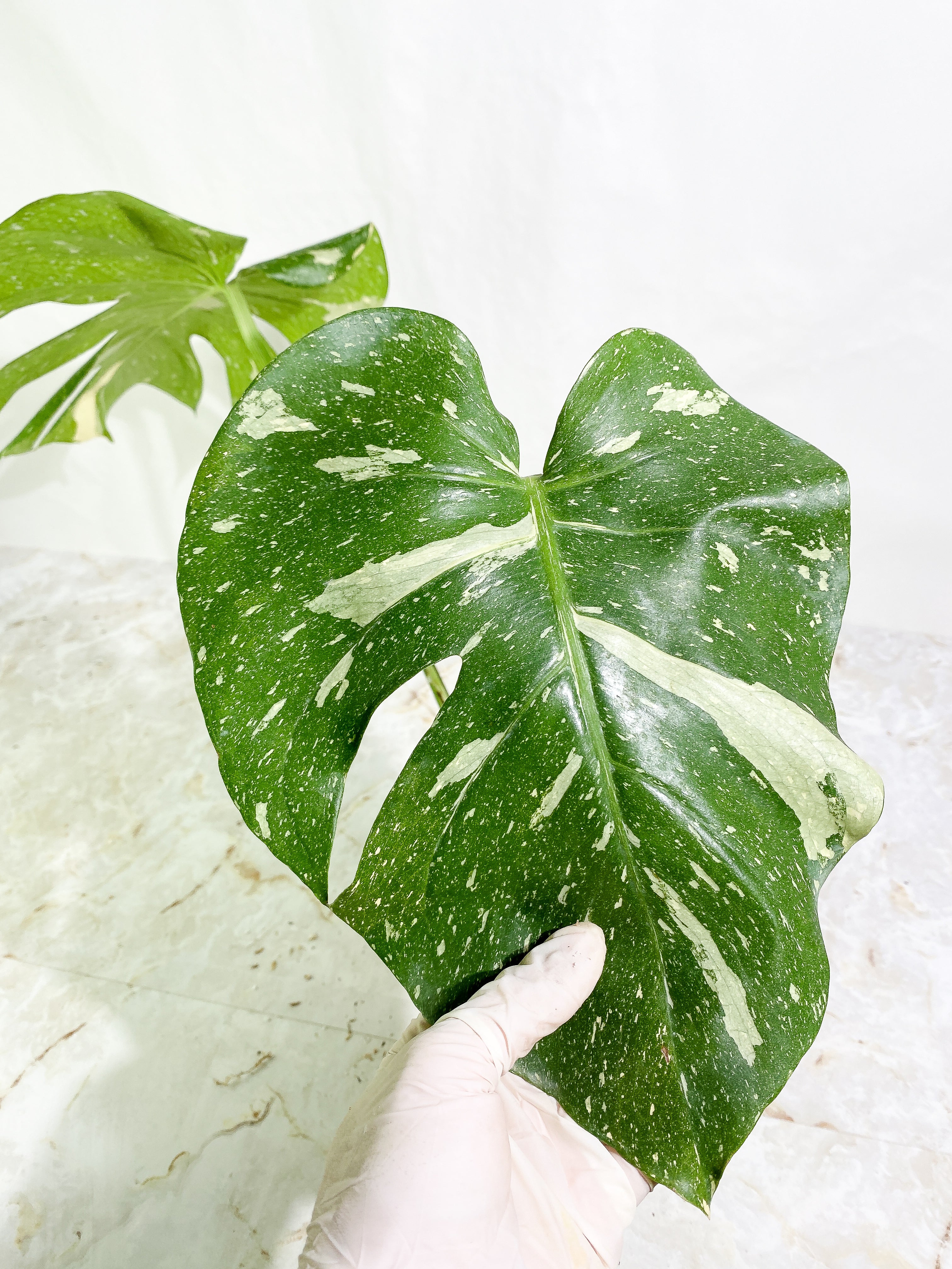 Monstera Thai Constellation  Rooting 3 leaves Top Cutting XL