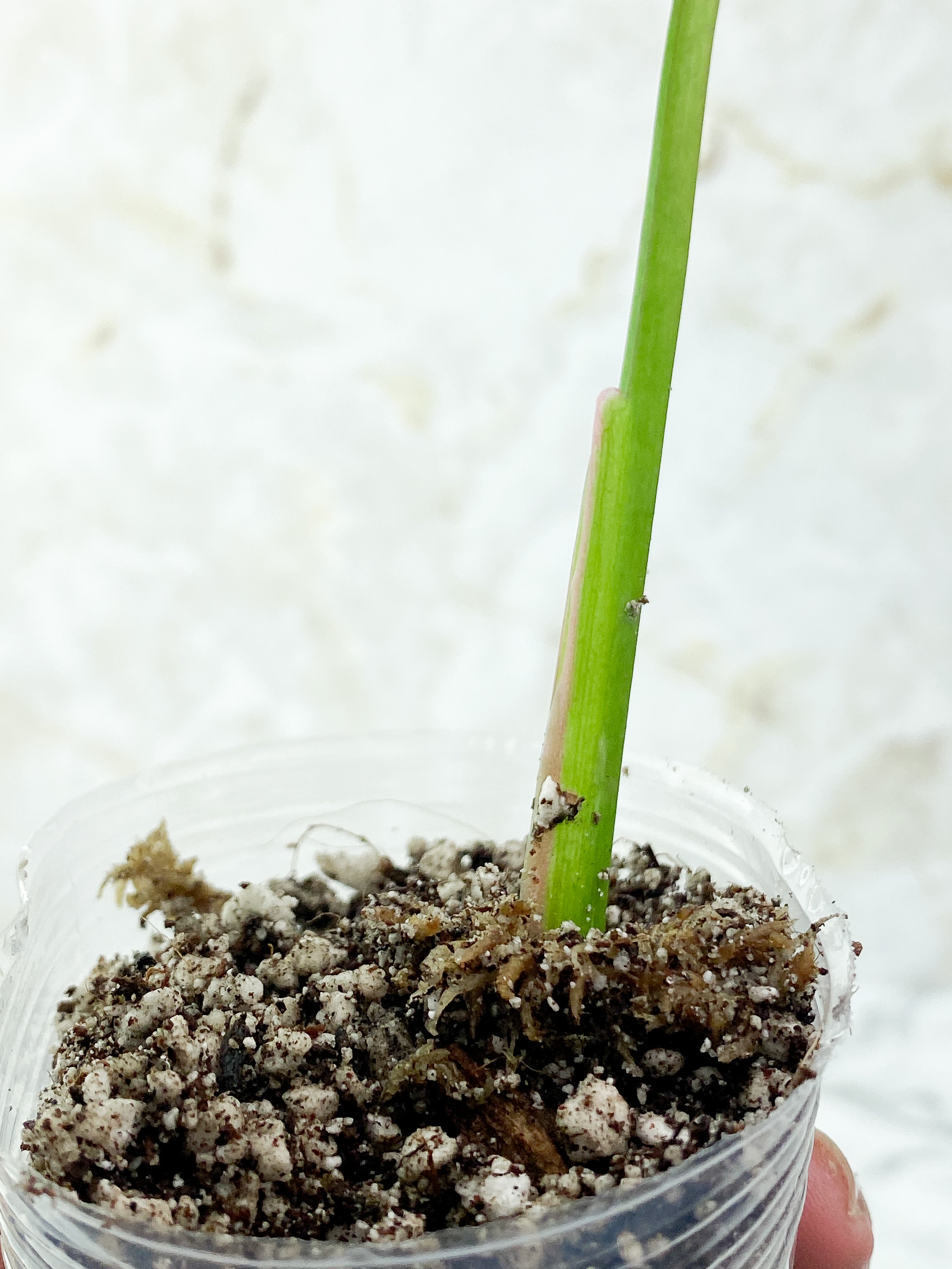 Philodendron White Princess Slightly Rooted