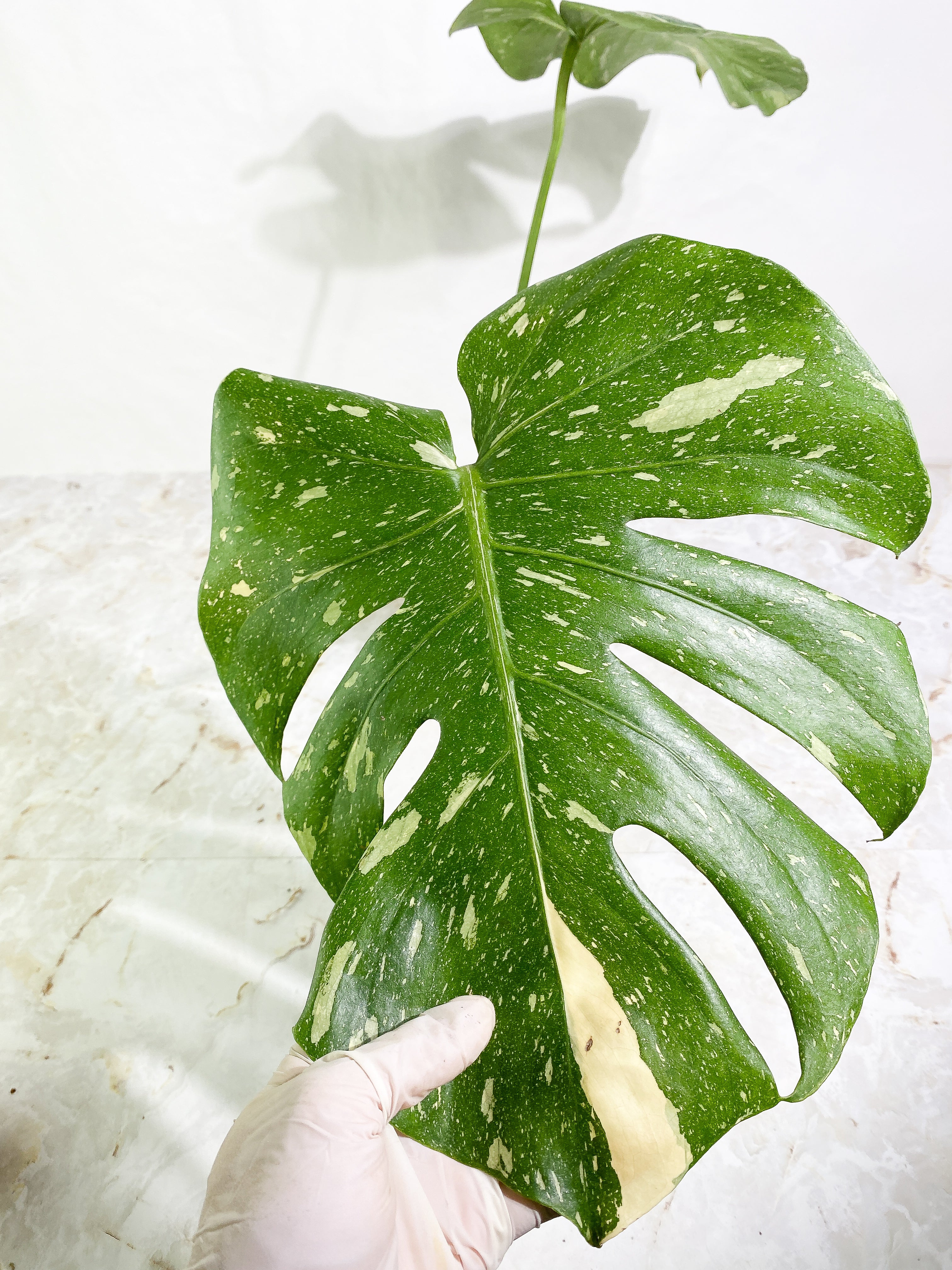 Monstera Thai Constellation  Rooting 3 leaves Top Cutting XL