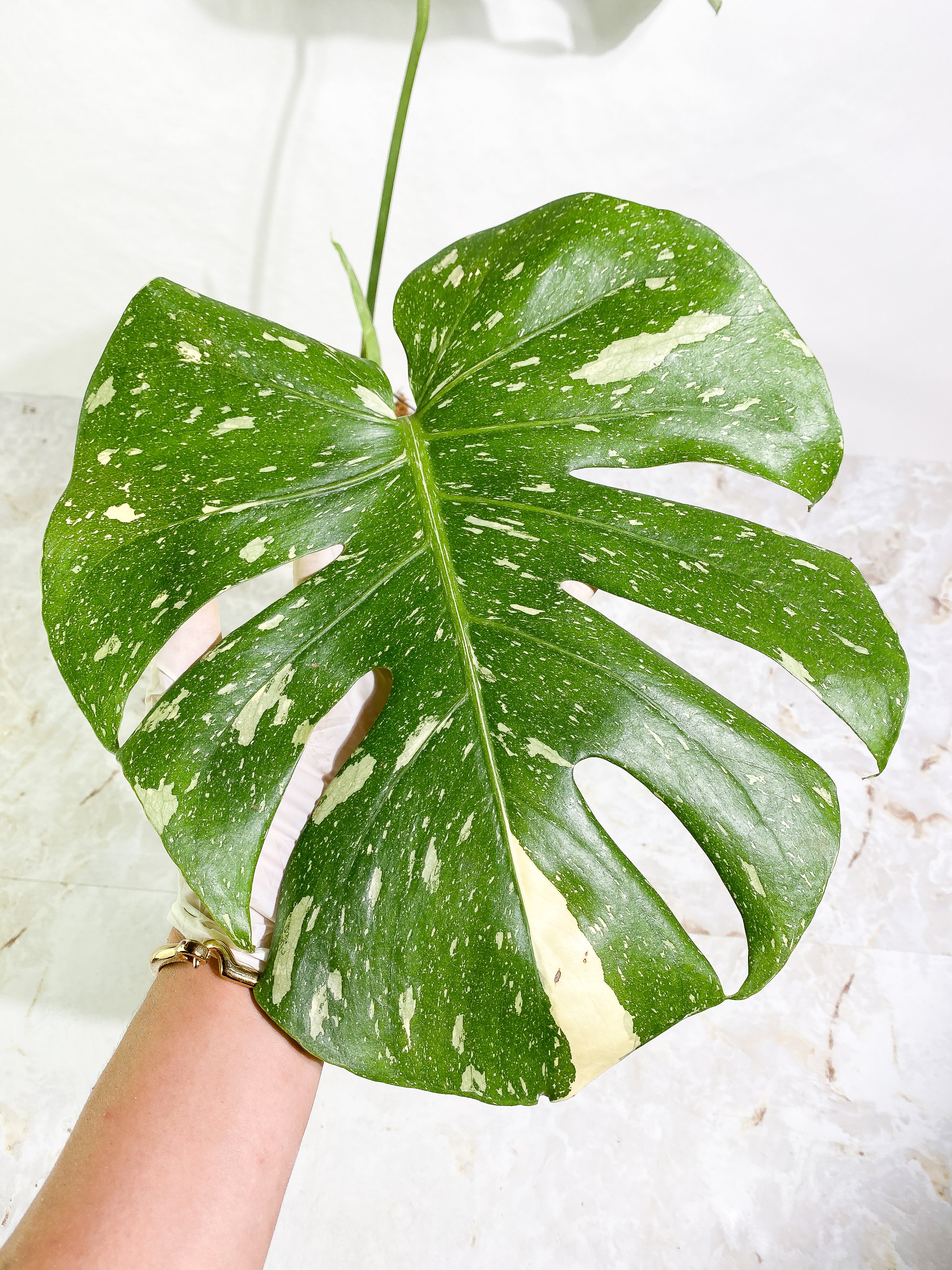 Monstera Thai Constellation  Rooting 3 leaves Top Cutting XL