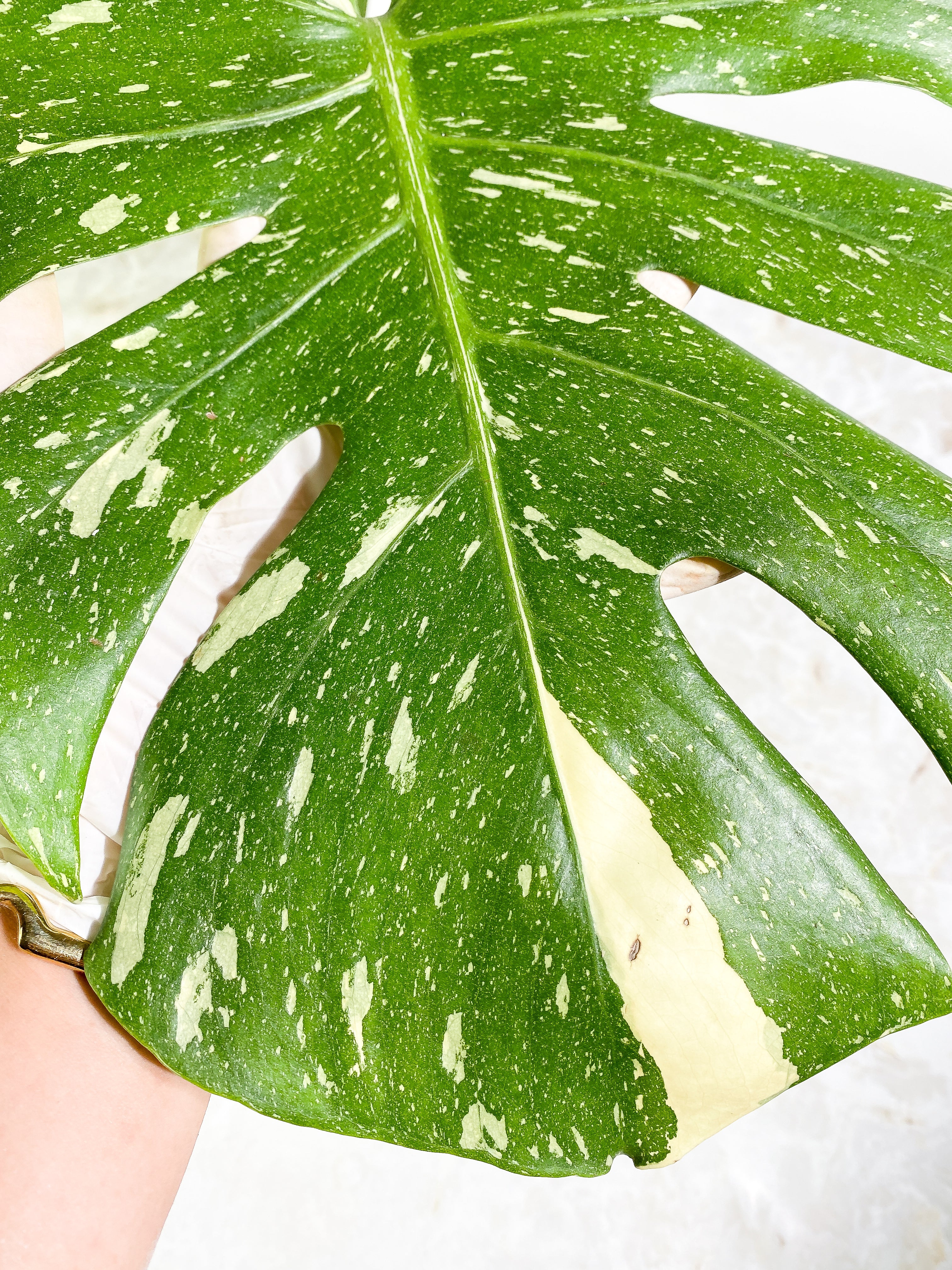 Monstera Thai Constellation  Rooting 3 leaves Top Cutting XL