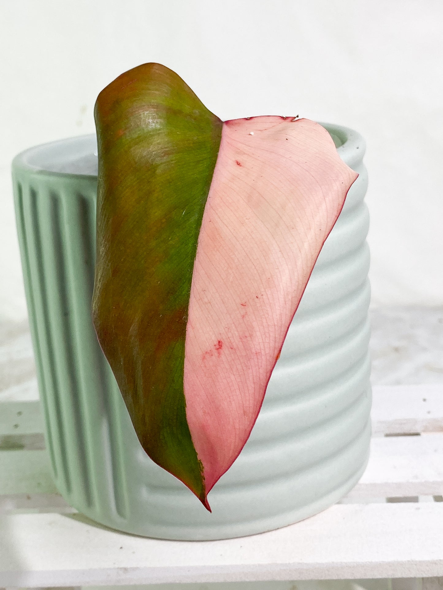 Philodendron strawberry shake 1 leaf Rooted Half Moon