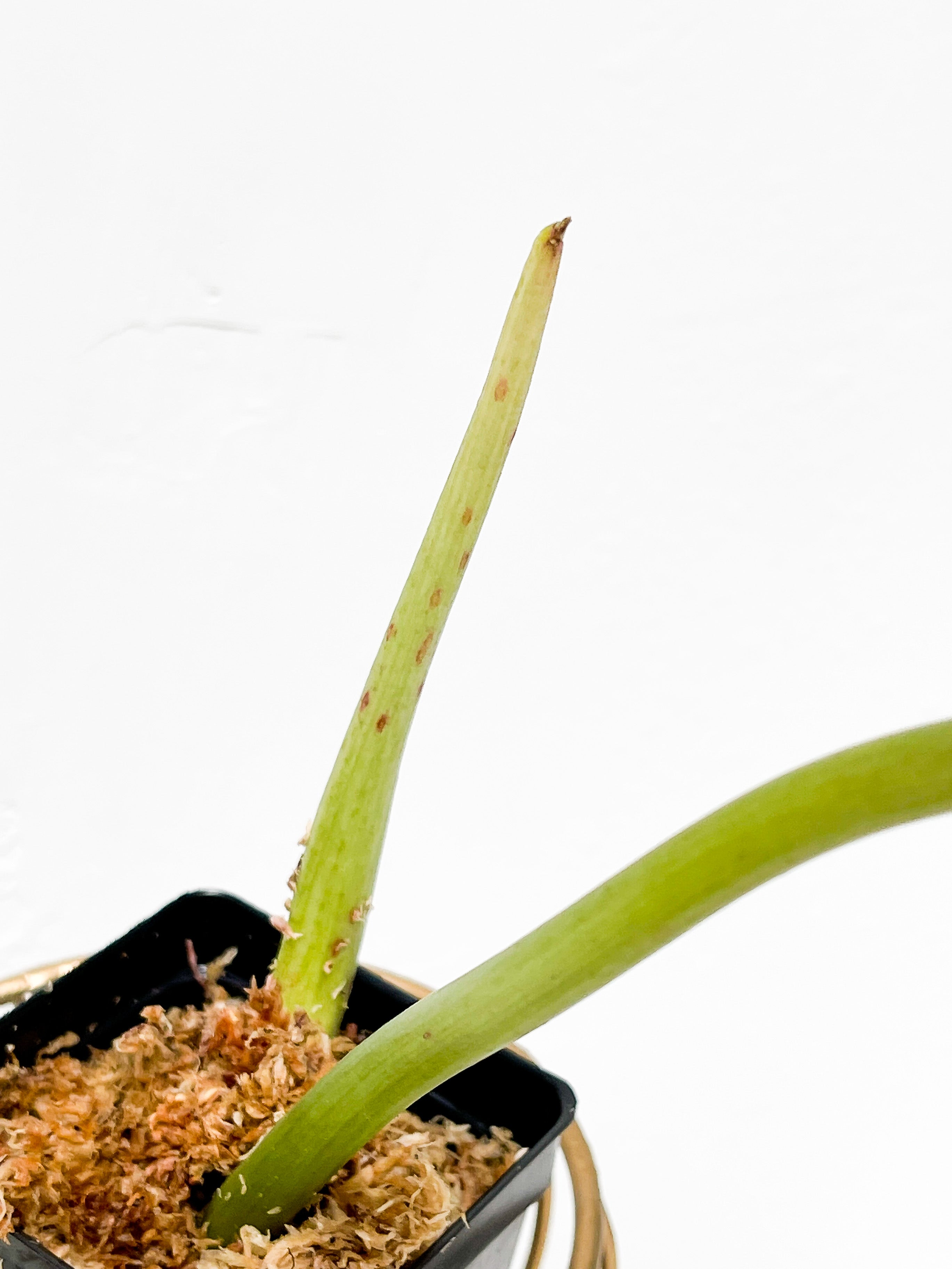 Philodendron paraiso verde 1 leaf and 1 new leaf is unfurling slightly rooted