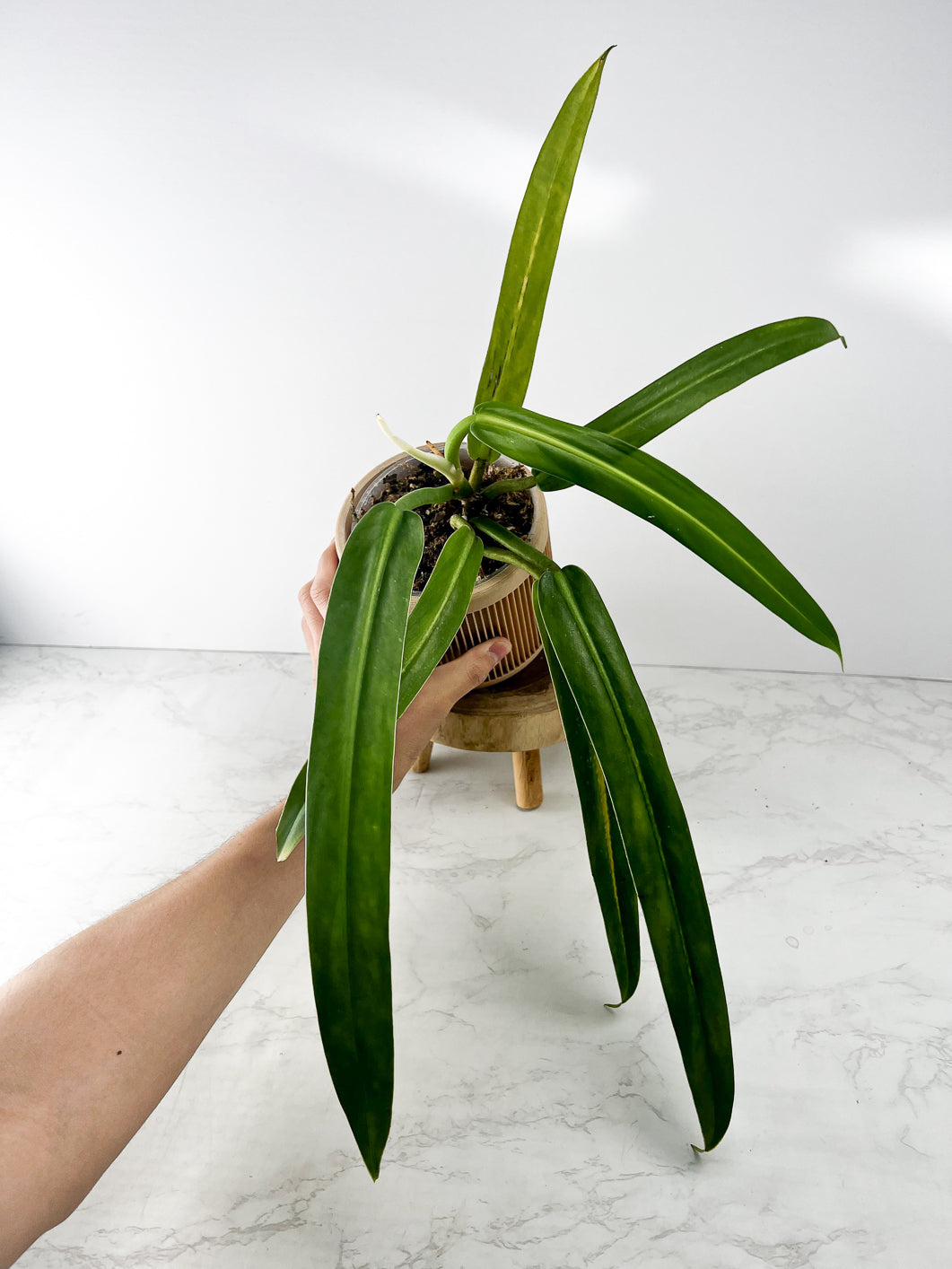 Philodendron Burle Marx Super Narrow Rooted