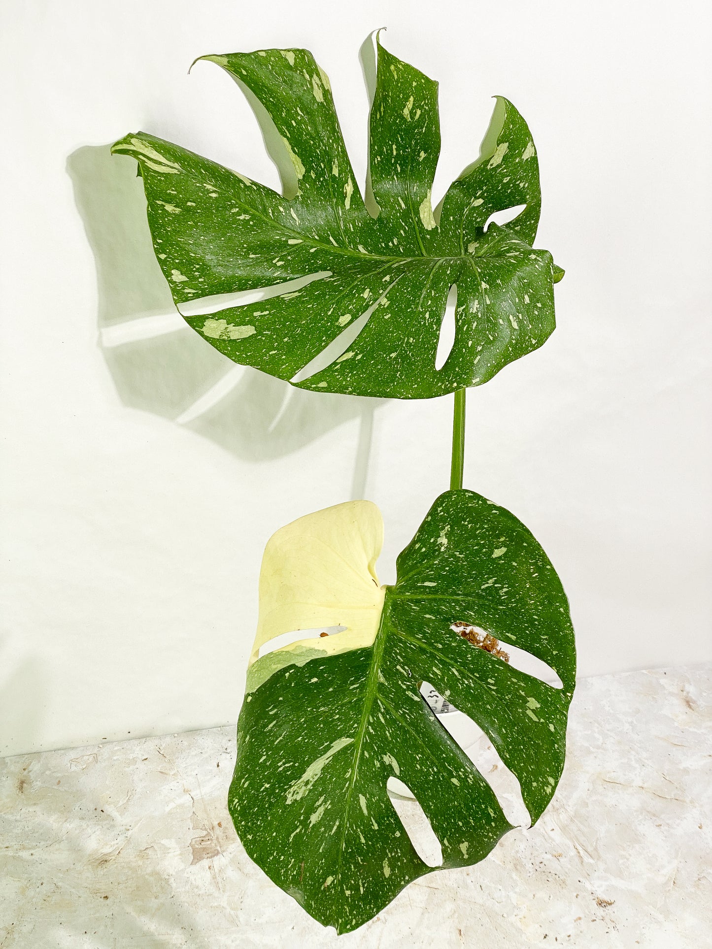 Monstera Thai Constellation  Slightly Rooted 2 leaves Top Cutting XL Highly Variegated