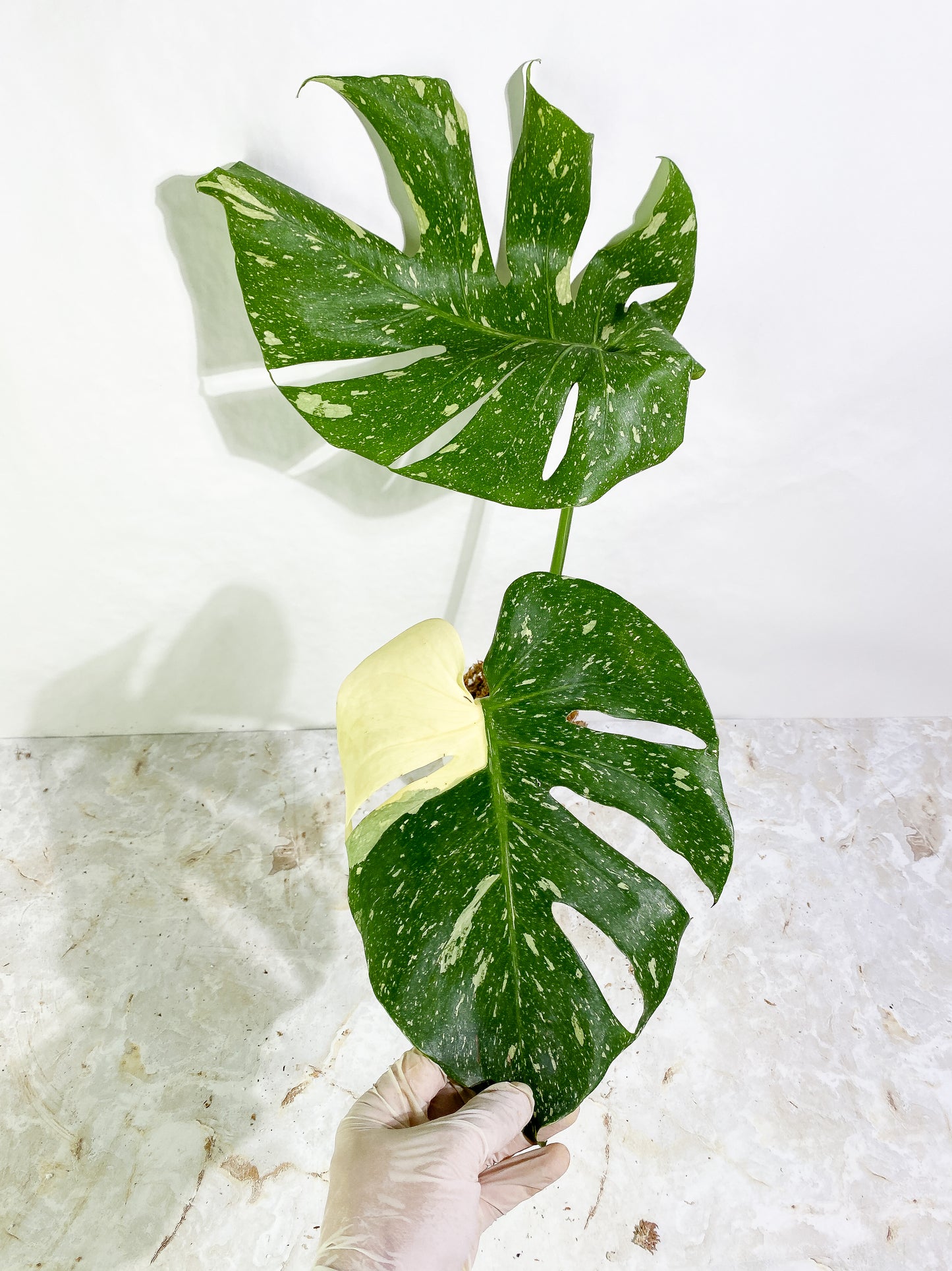 Monstera Thai Constellation  Slightly Rooted 2 leaves Top Cutting XL Highly Variegated