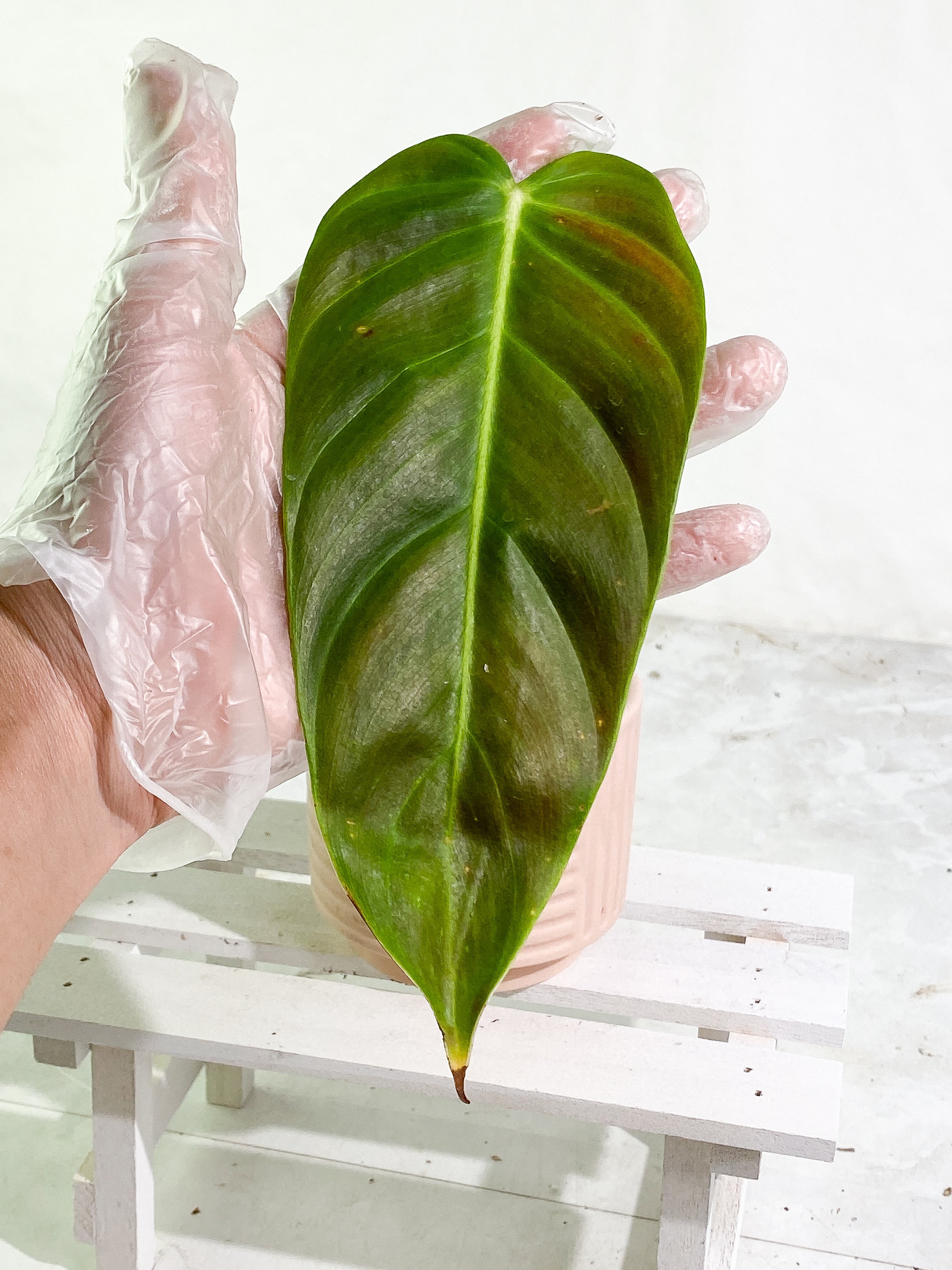 Philodendron esmeraldense narrow 1 leaf Rooting