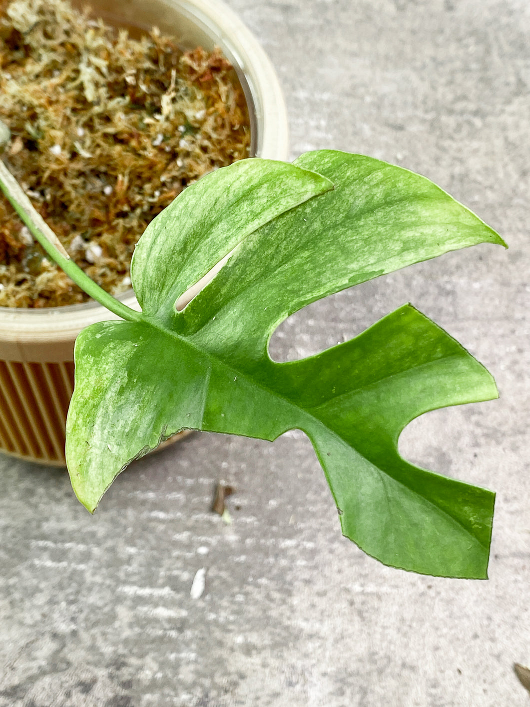 Rhaphidophora Tetrasperma Variegated 1 leaf Rooted