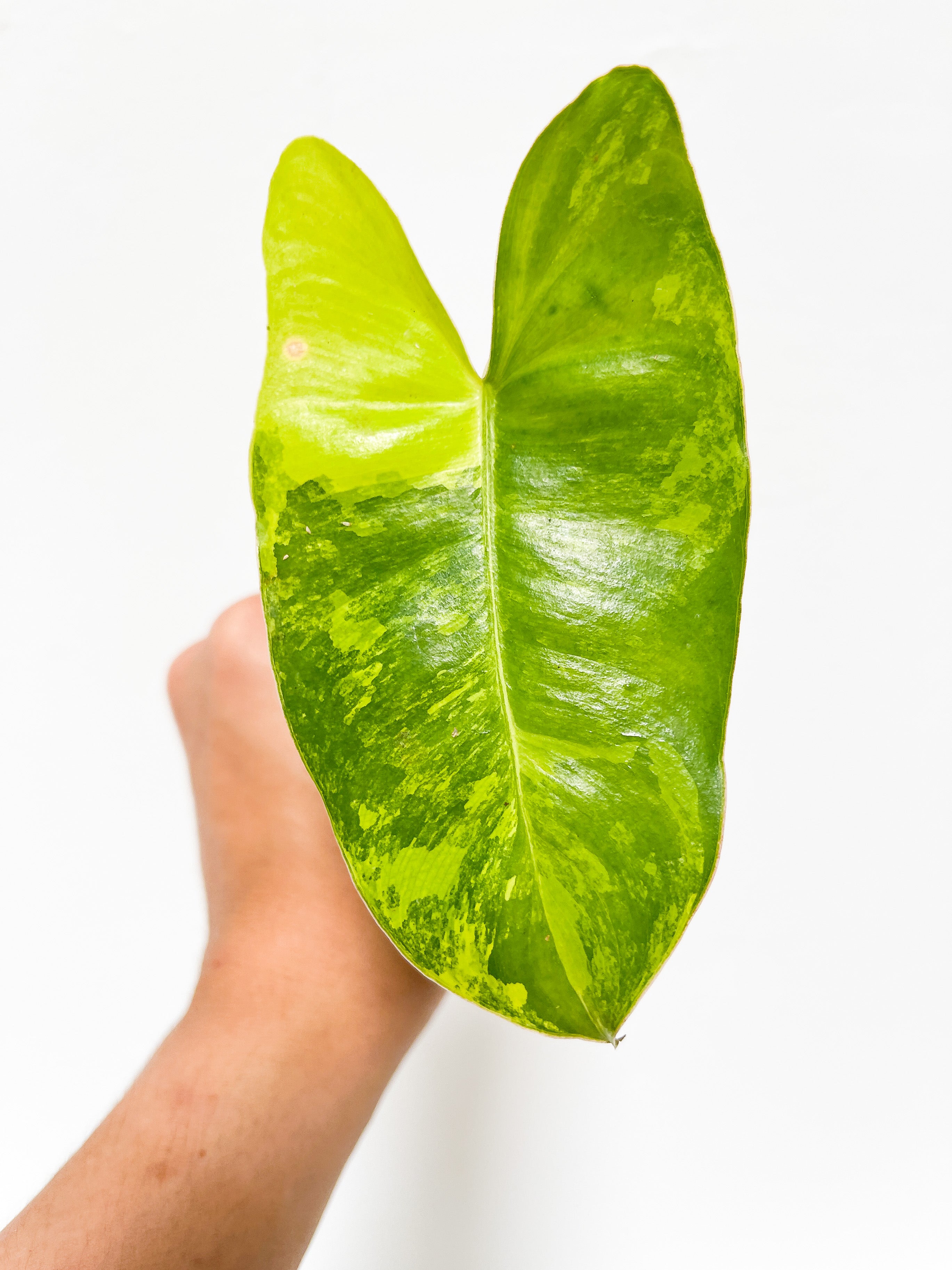 Philodendron Burle Marx Variegata unrooted 2 leaves