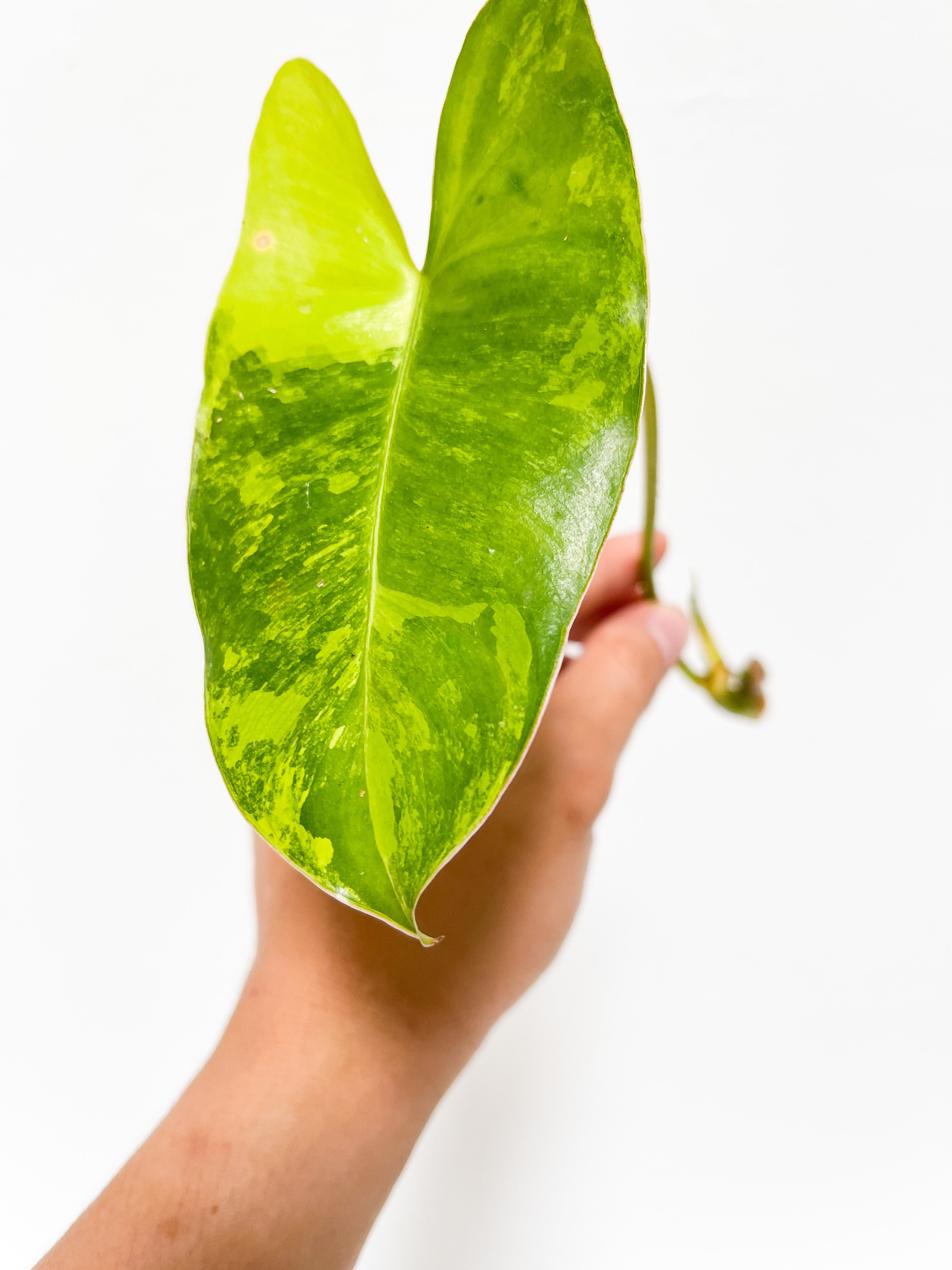 Philodendron Burle Marx Variegata unrooted 2 leaves