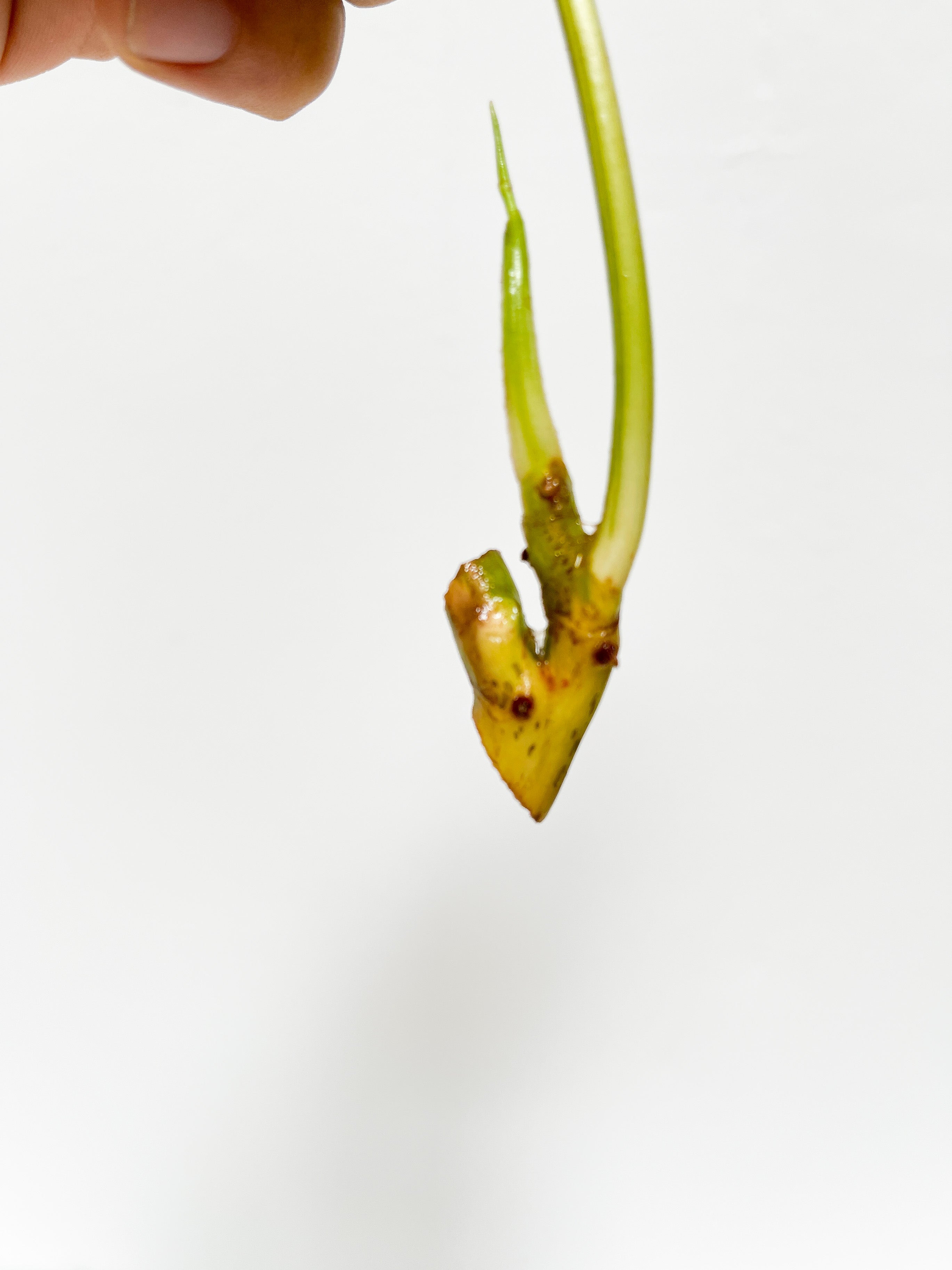 Philodendron Burle Marx Variegata unrooted 2 leaves