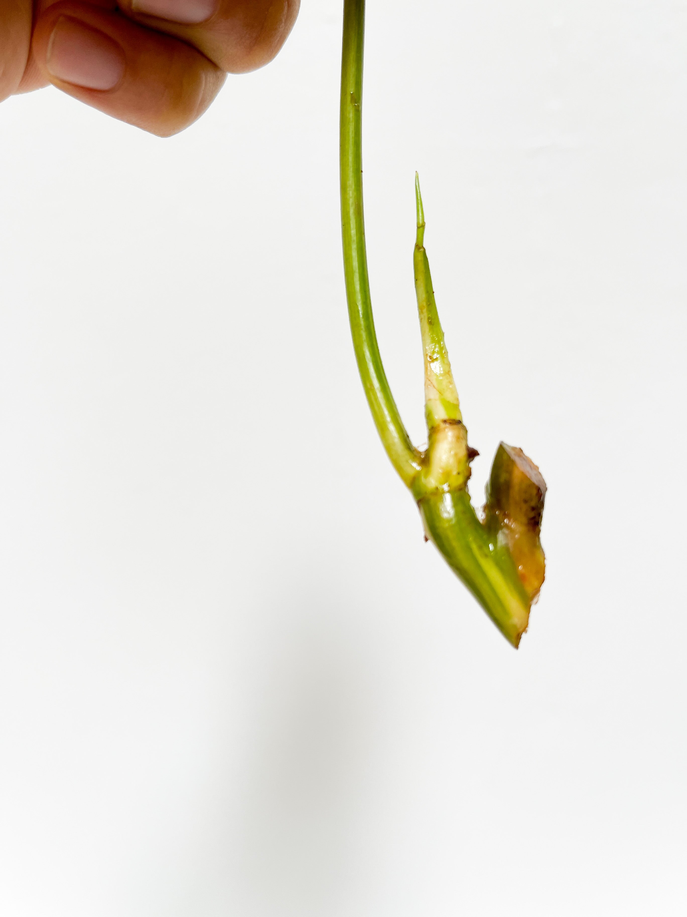 Philodendron Burle Marx Variegata unrooted 2 leaves