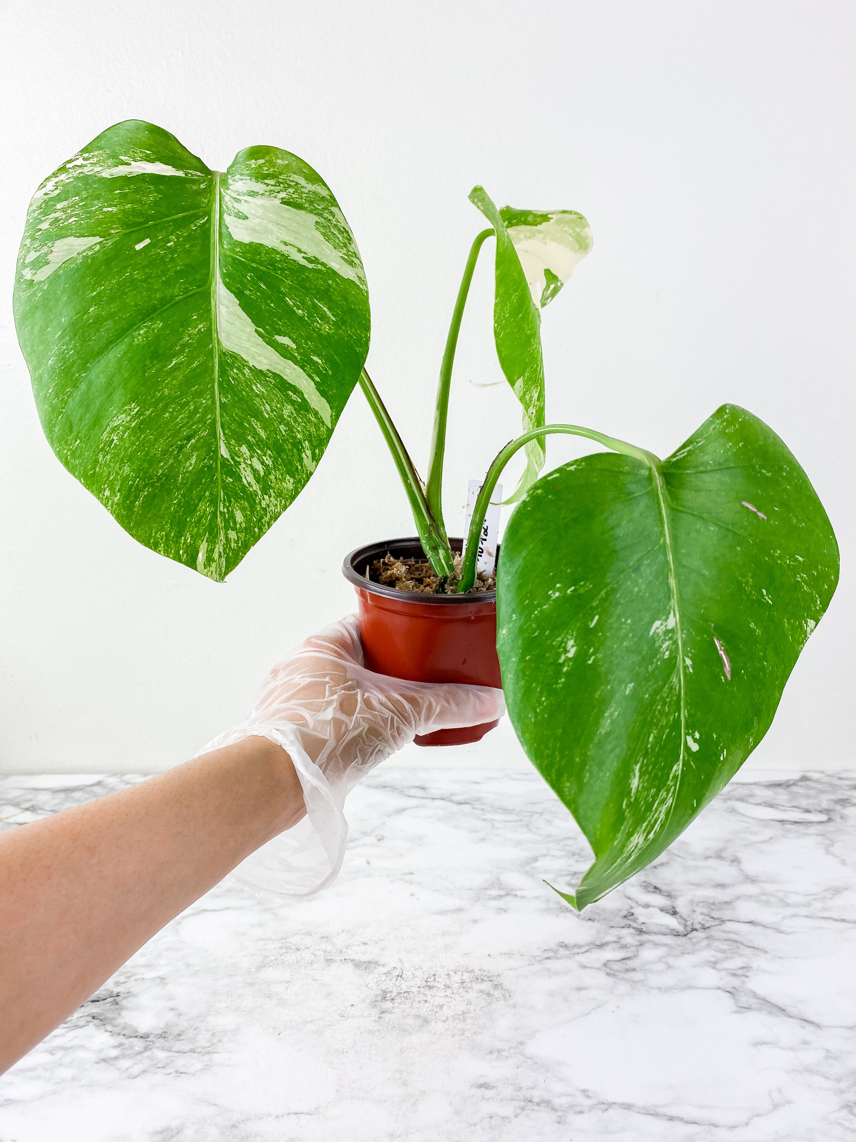 Monstera Albo Borsigiana 3 leaves  slightly rooted. 1 more leaf is coming in