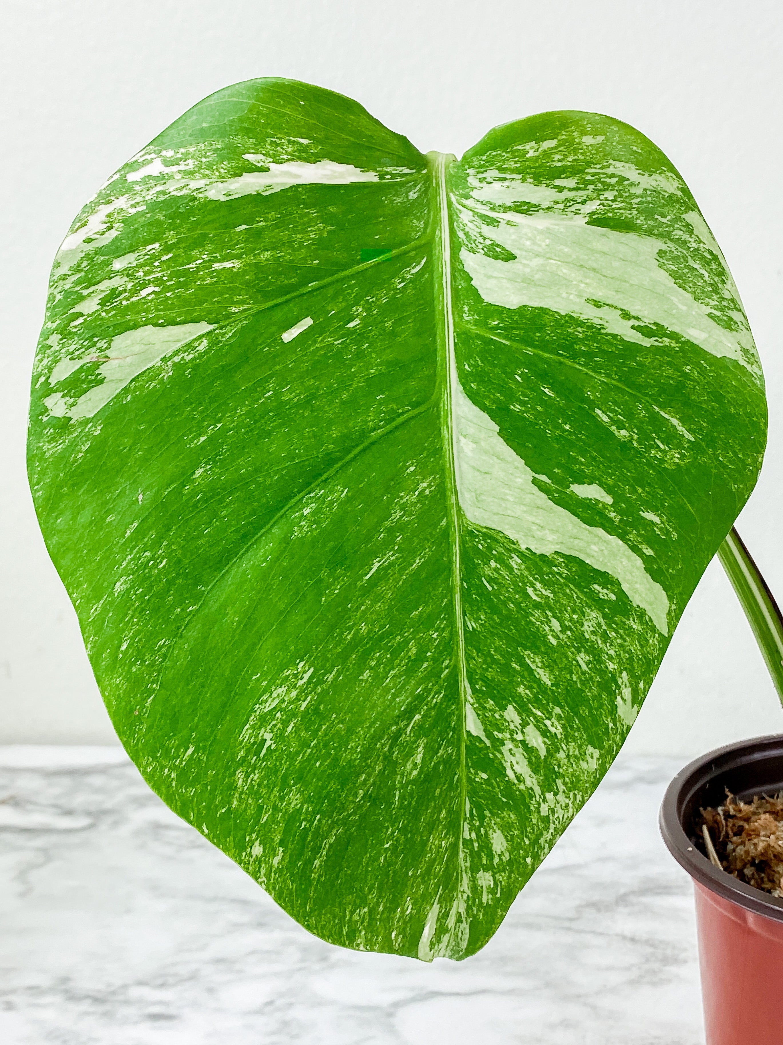 Monstera Albo Borsigiana 3 leaves  slightly rooted. 1 more leaf is coming in