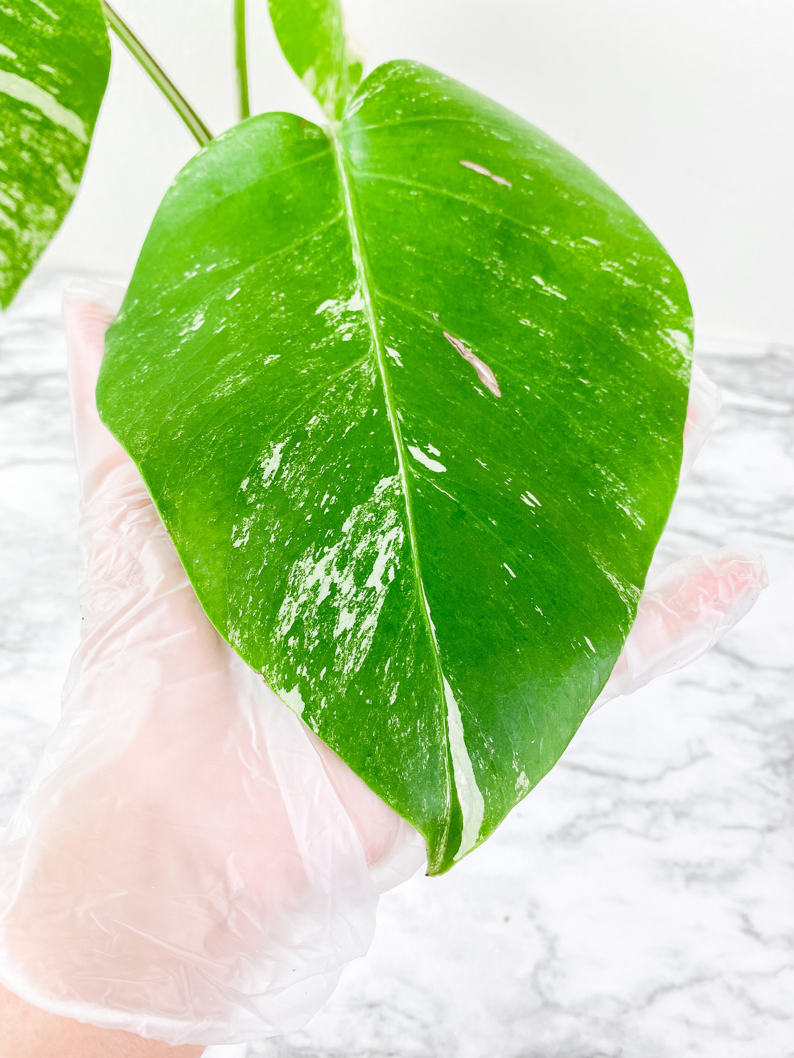 Monstera Albo Borsigiana 3 leaves  slightly rooted. 1 more leaf is coming in