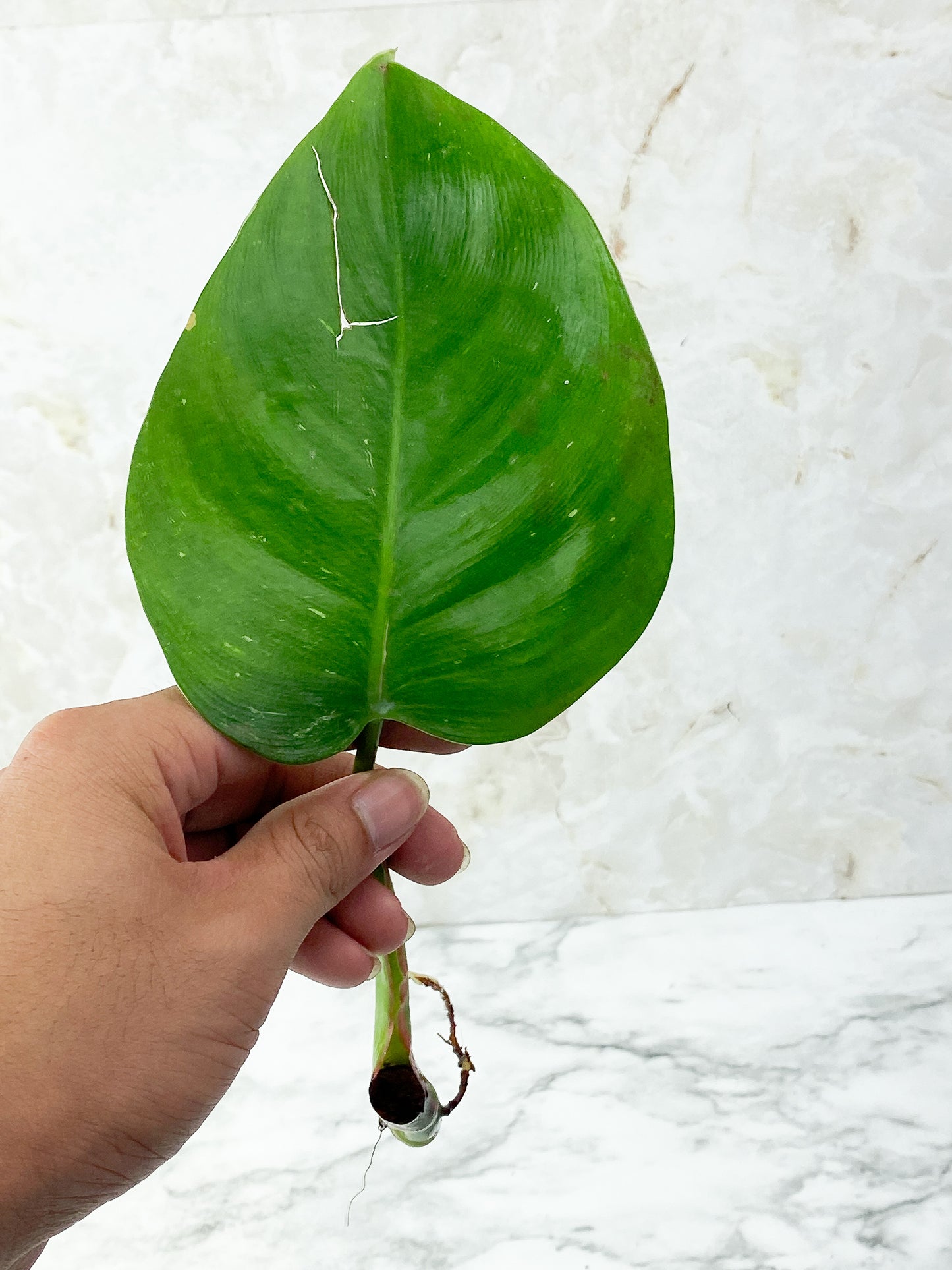 Reserved plant: Philodendron White Princess rooting Cutting