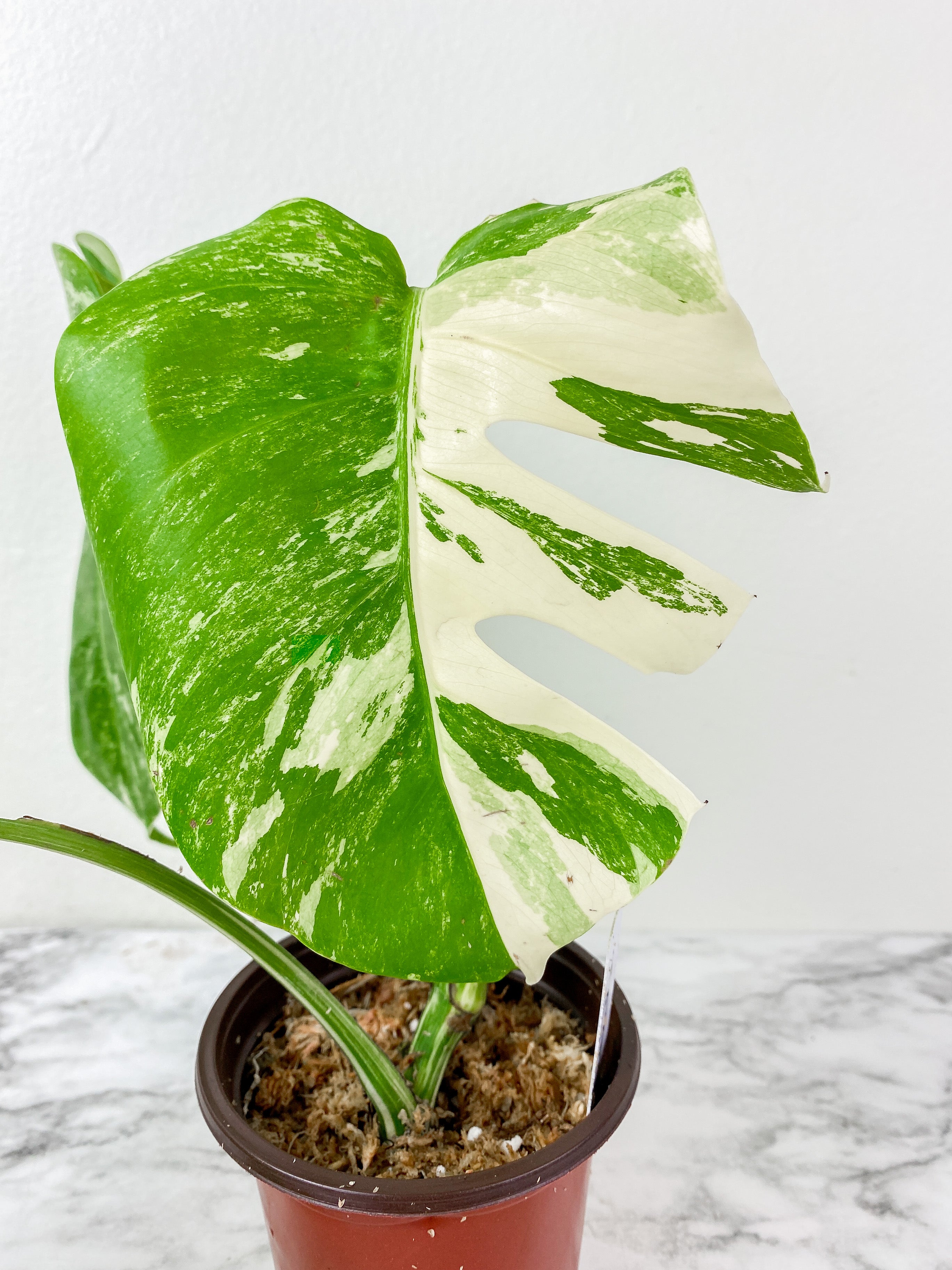 Monstera Albo Borsigiana 3 leaves  slightly rooted. 1 more leaf is coming in