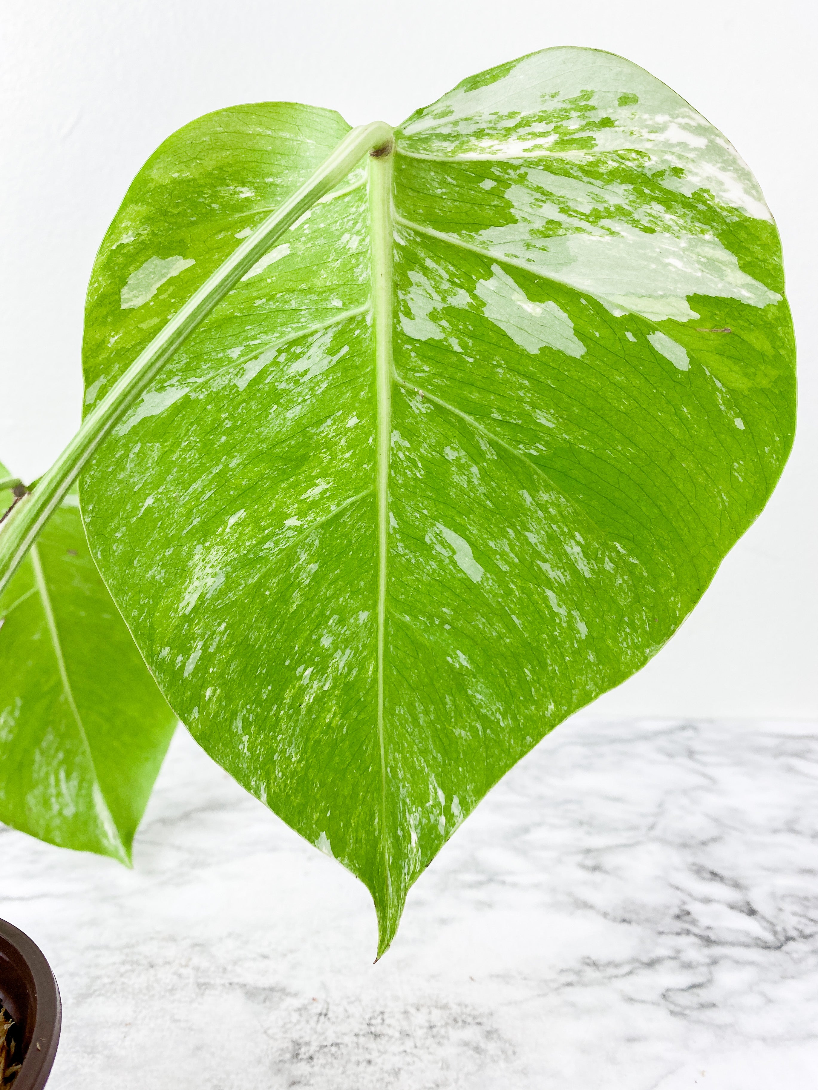 Monstera Albo Borsigiana 3 leaves  slightly rooted. 1 more leaf is coming in