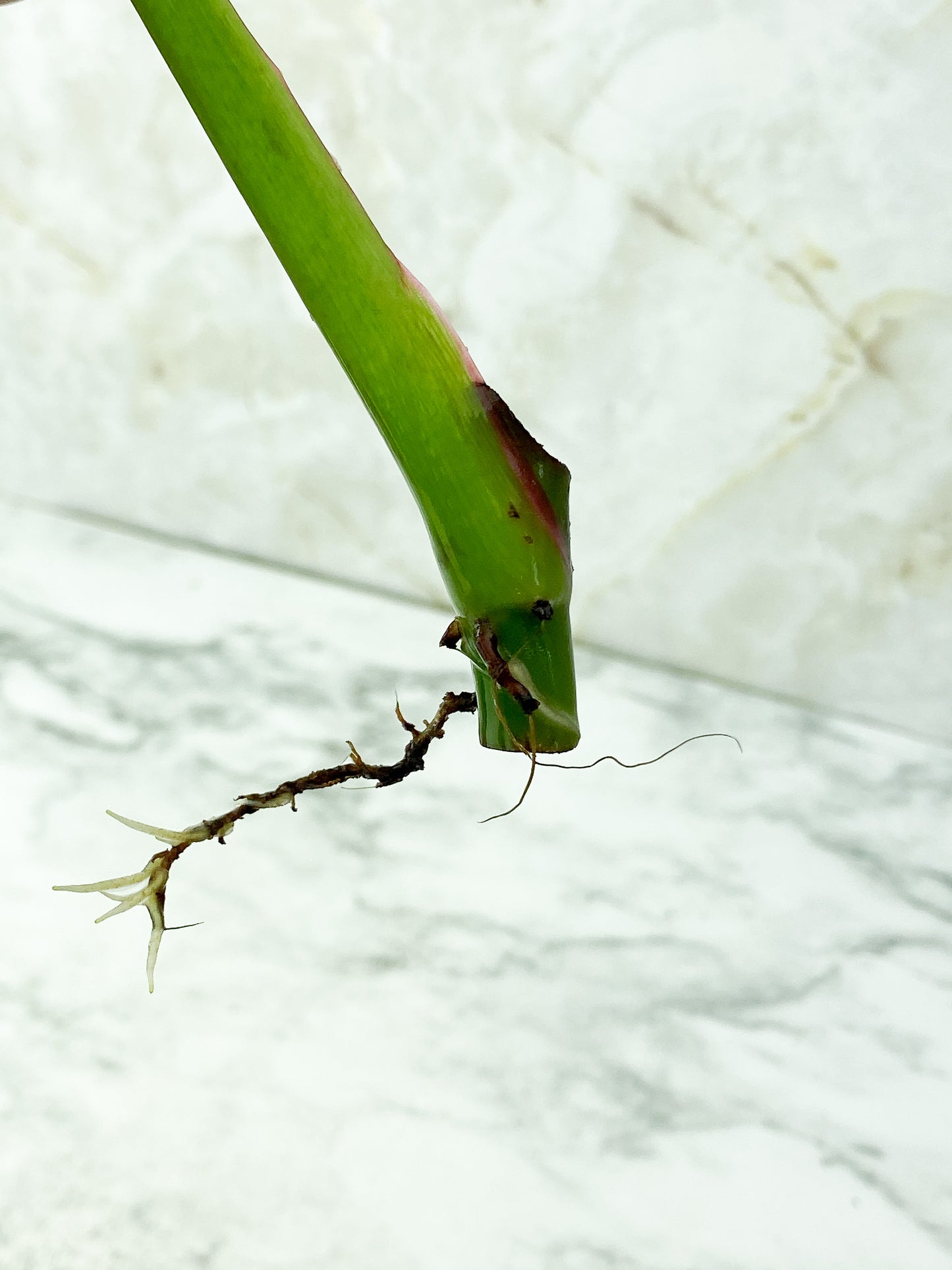 Reserved plant: Philodendron White Princess rooting Cutting