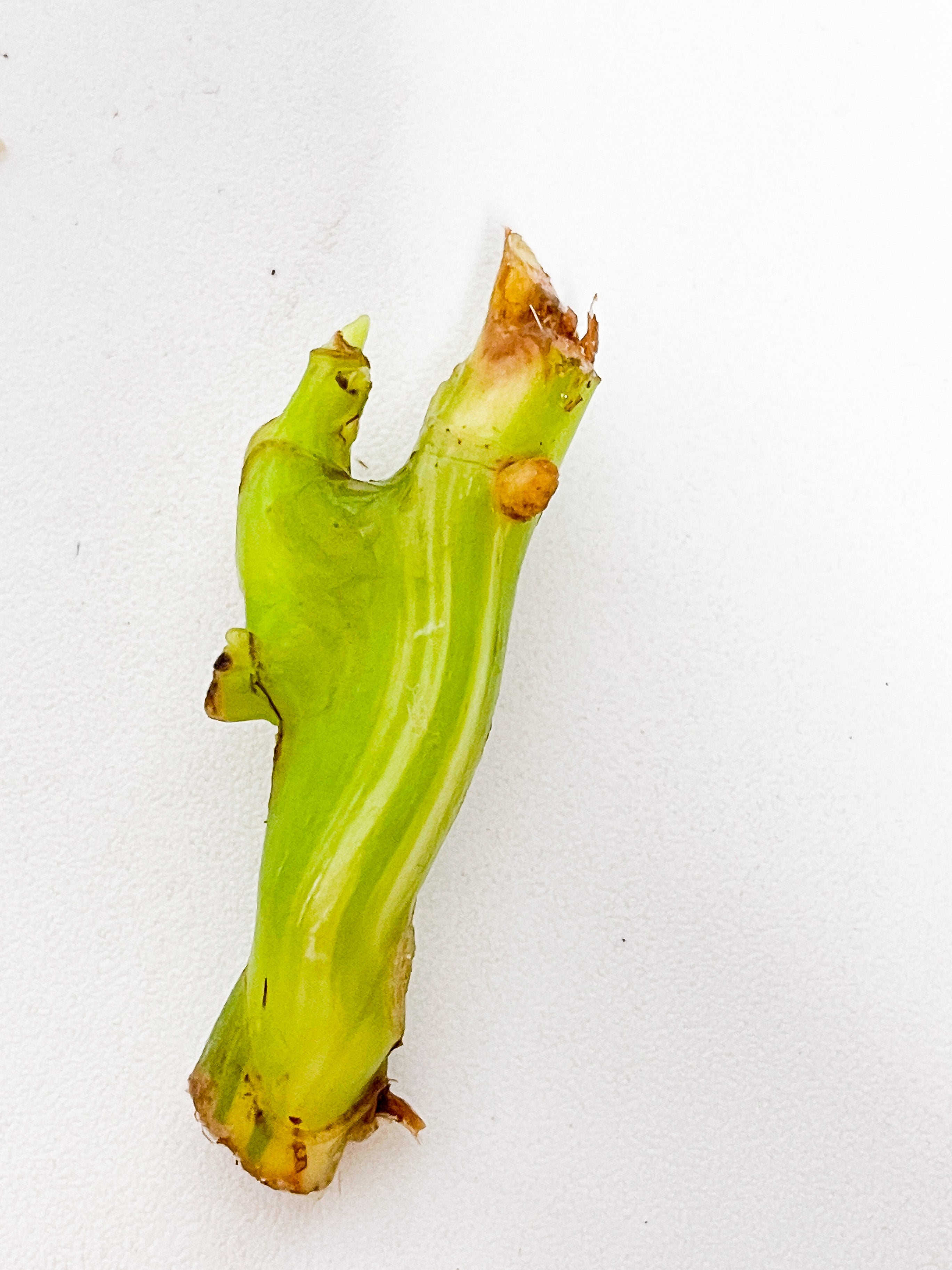 Philodendron Burle Marx Variegata unrooted node  (First photo is the mother plant, which is not included in this sale)