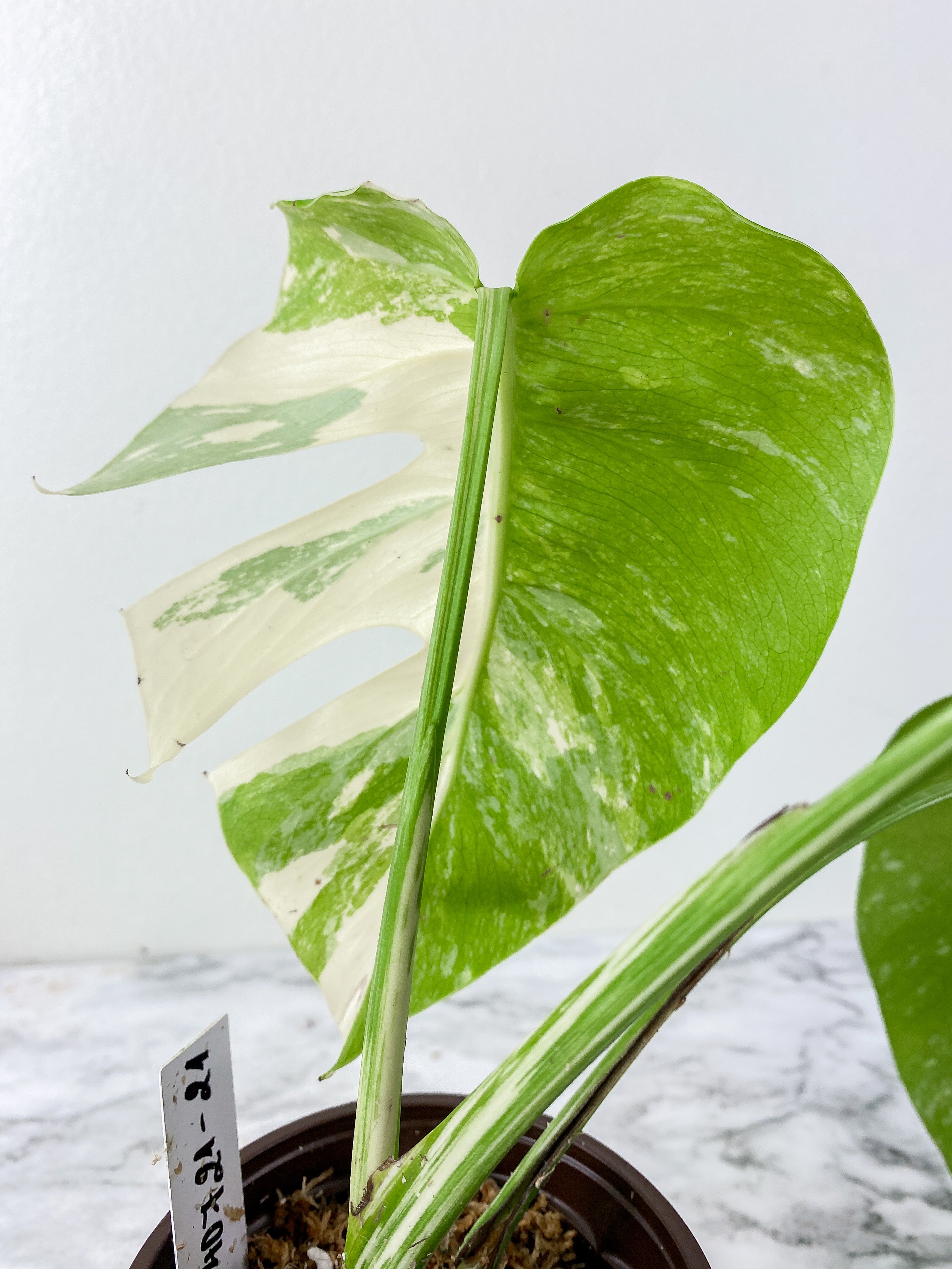 Monstera Albo Borsigiana 3 leaves  slightly rooted. 1 more leaf is coming in