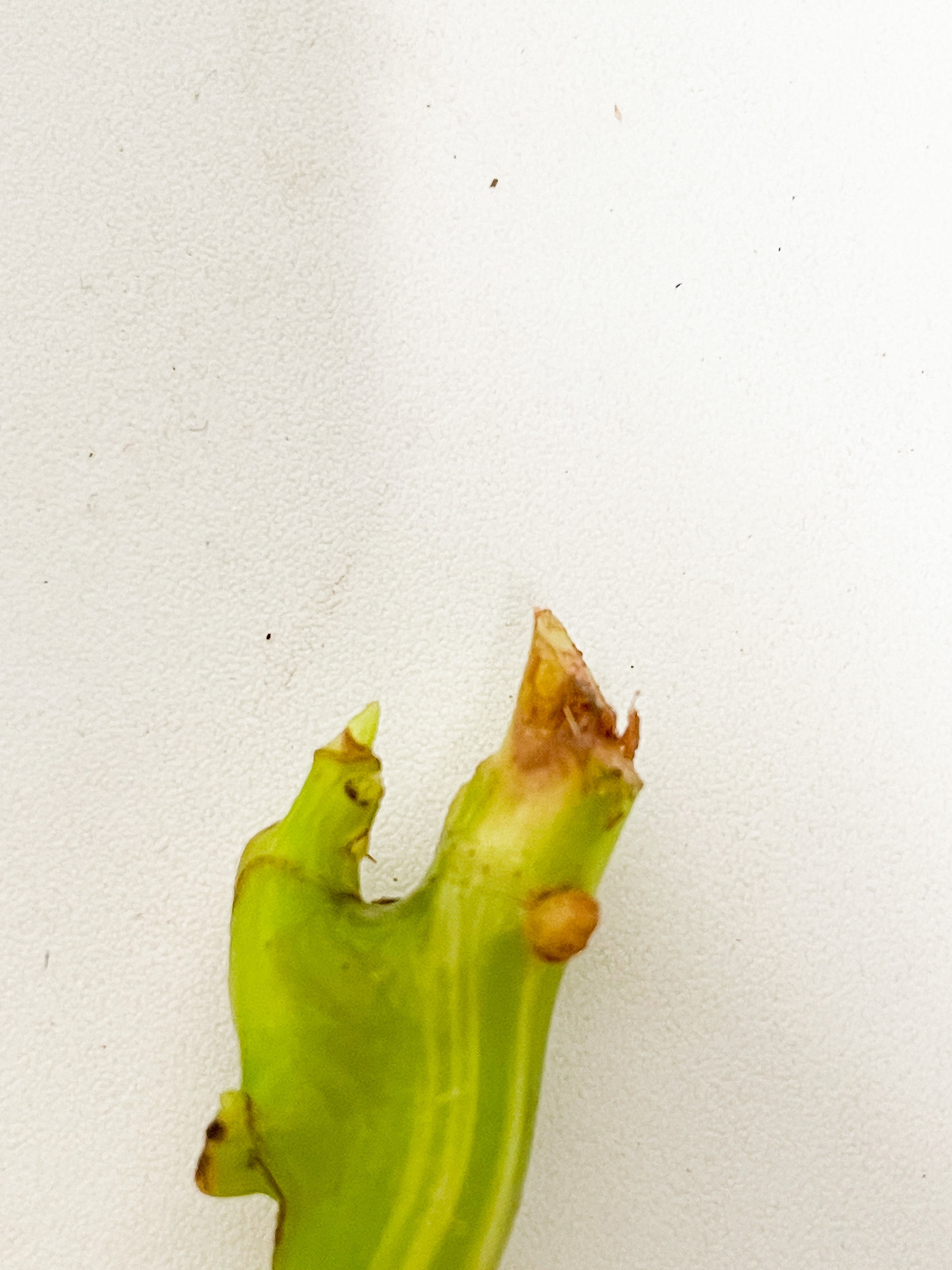 Philodendron Burle Marx Variegata unrooted node  (First photo is the mother plant, which is not included in this sale)