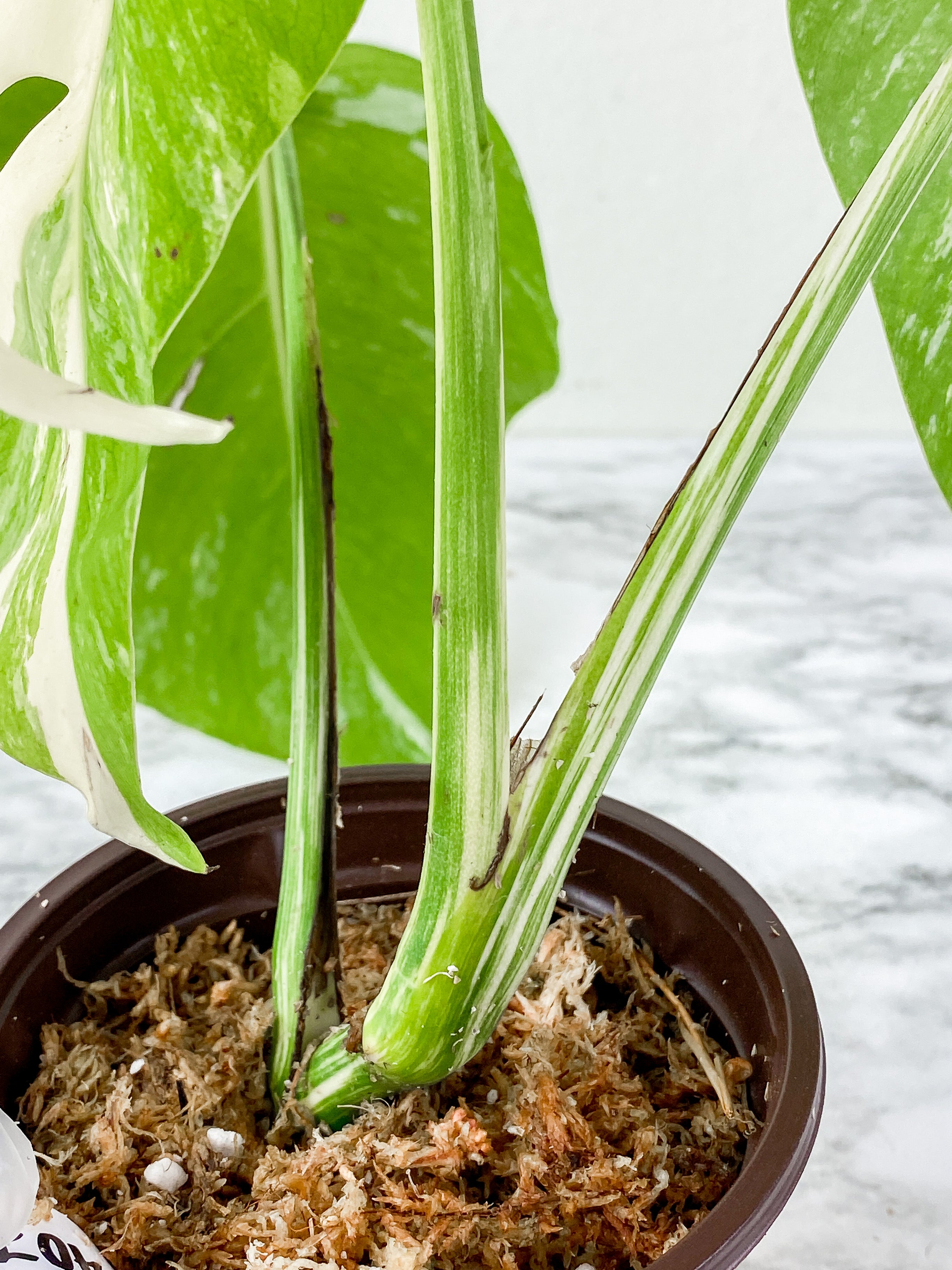 Monstera Albo Borsigiana 3 leaves  slightly rooted. 1 more leaf is coming in