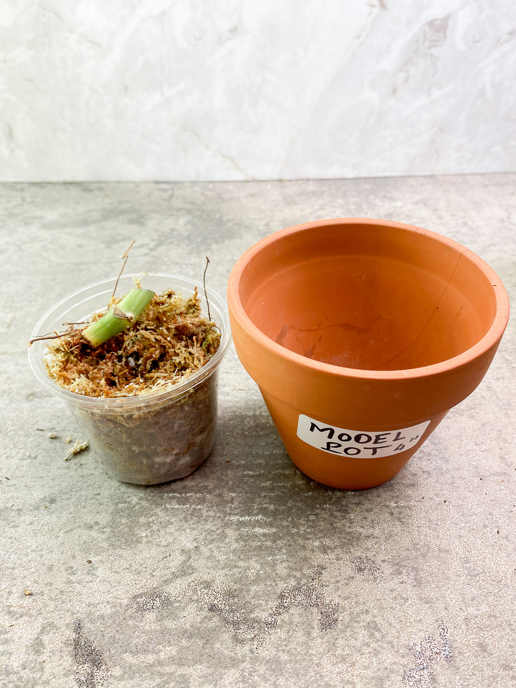 Rhaphidophora Tetrasperma Variegated slightly 1 growing bud Rooted node