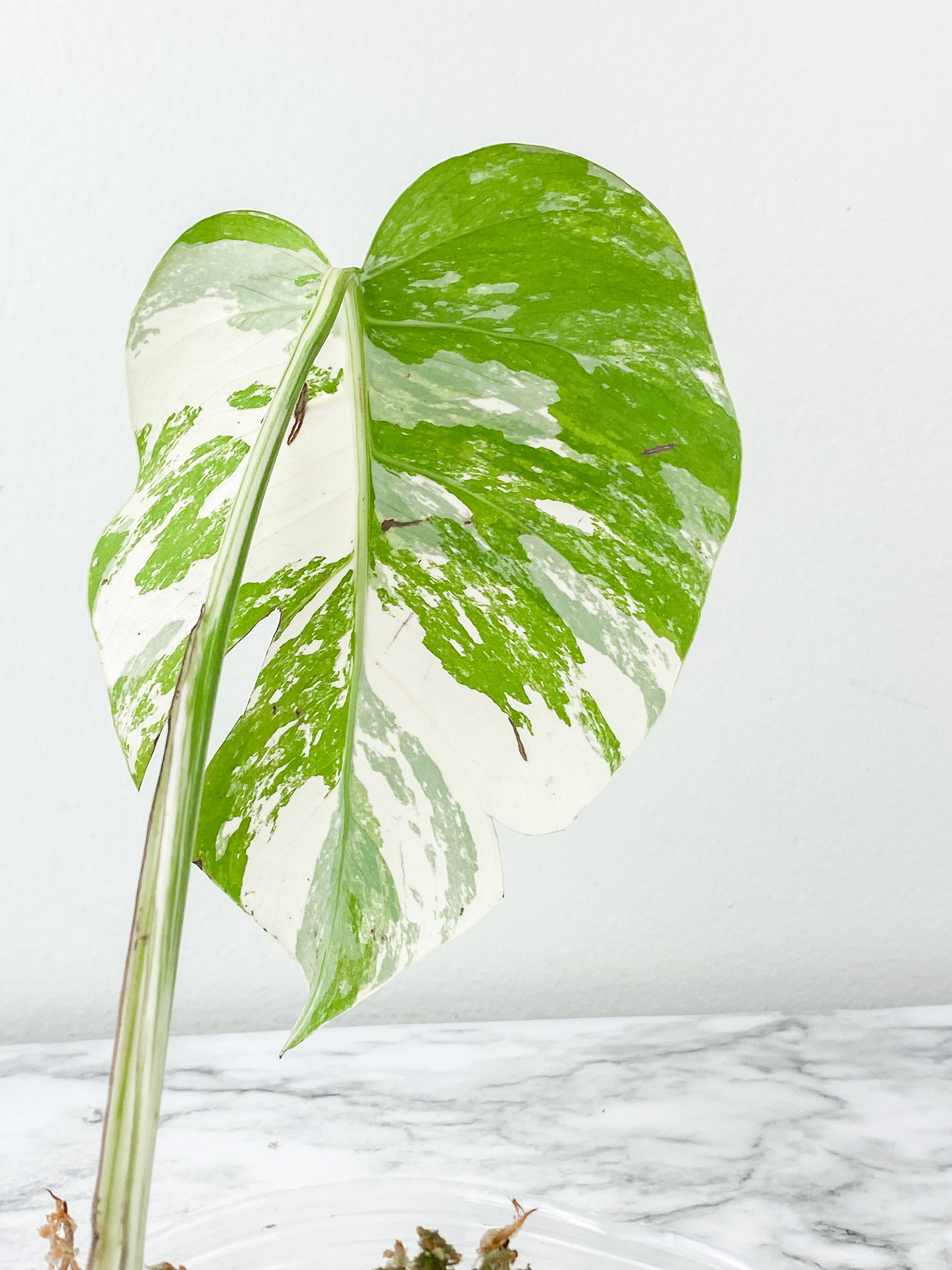 Monstera Albo Borsigiana1 leaf slightly rooted. Highly Variegated