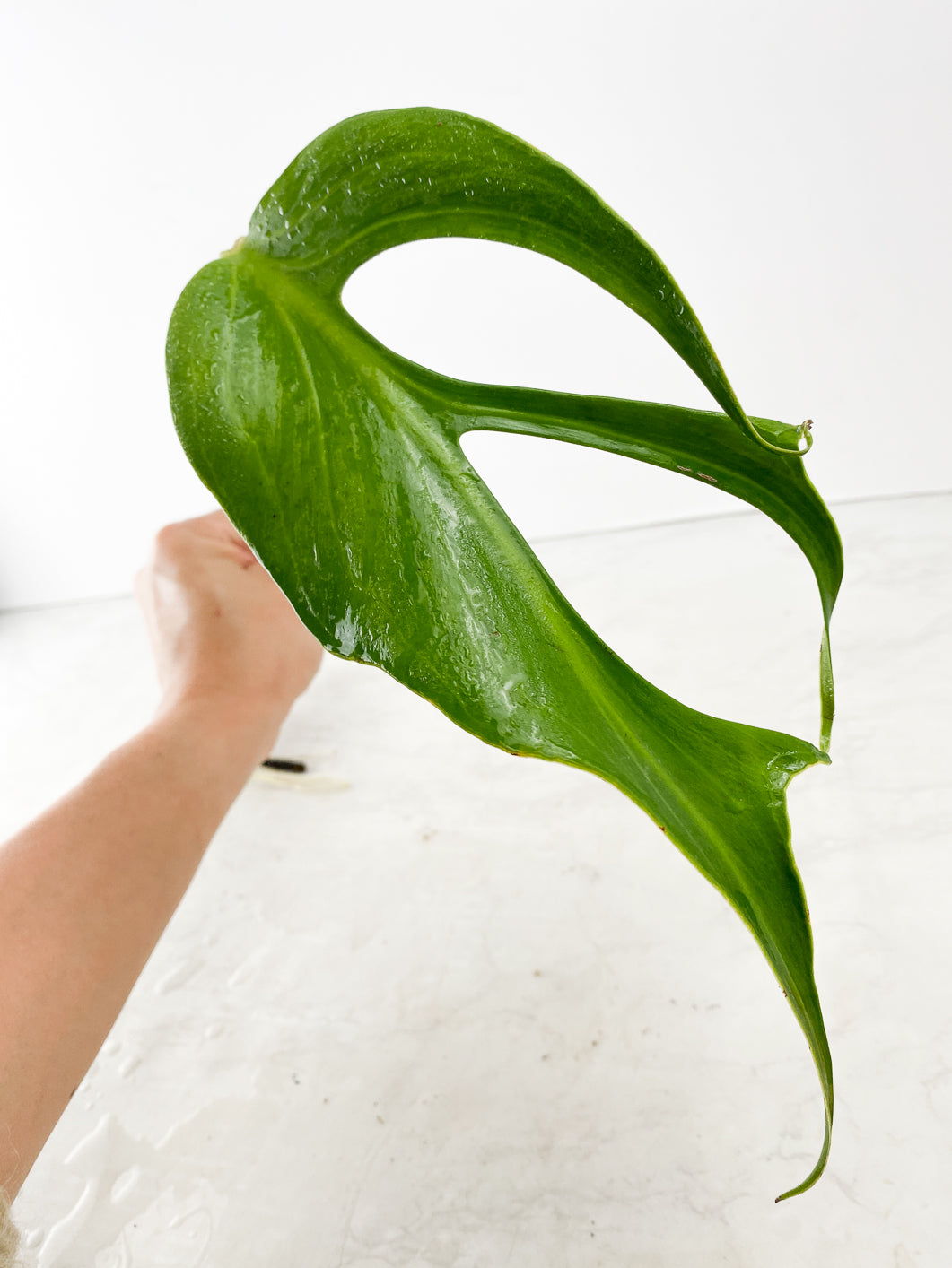 Monstera Burle Marx Flame 1 leaf